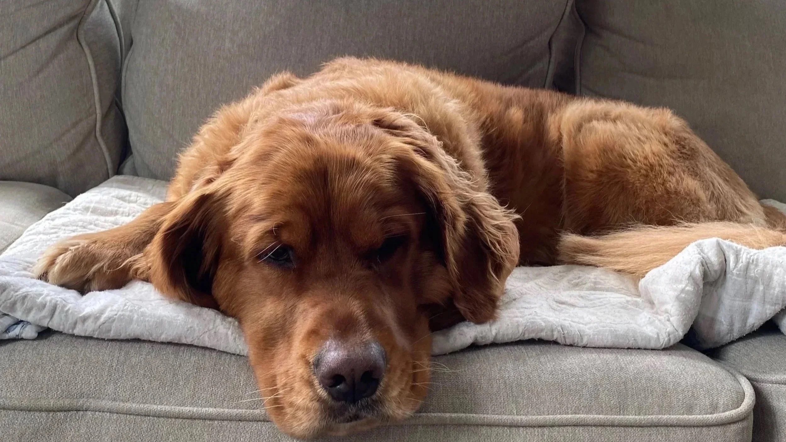 A golden retriever dog lying on a gray couch with a white blanket underneath, resting its head and looking towards the camera.