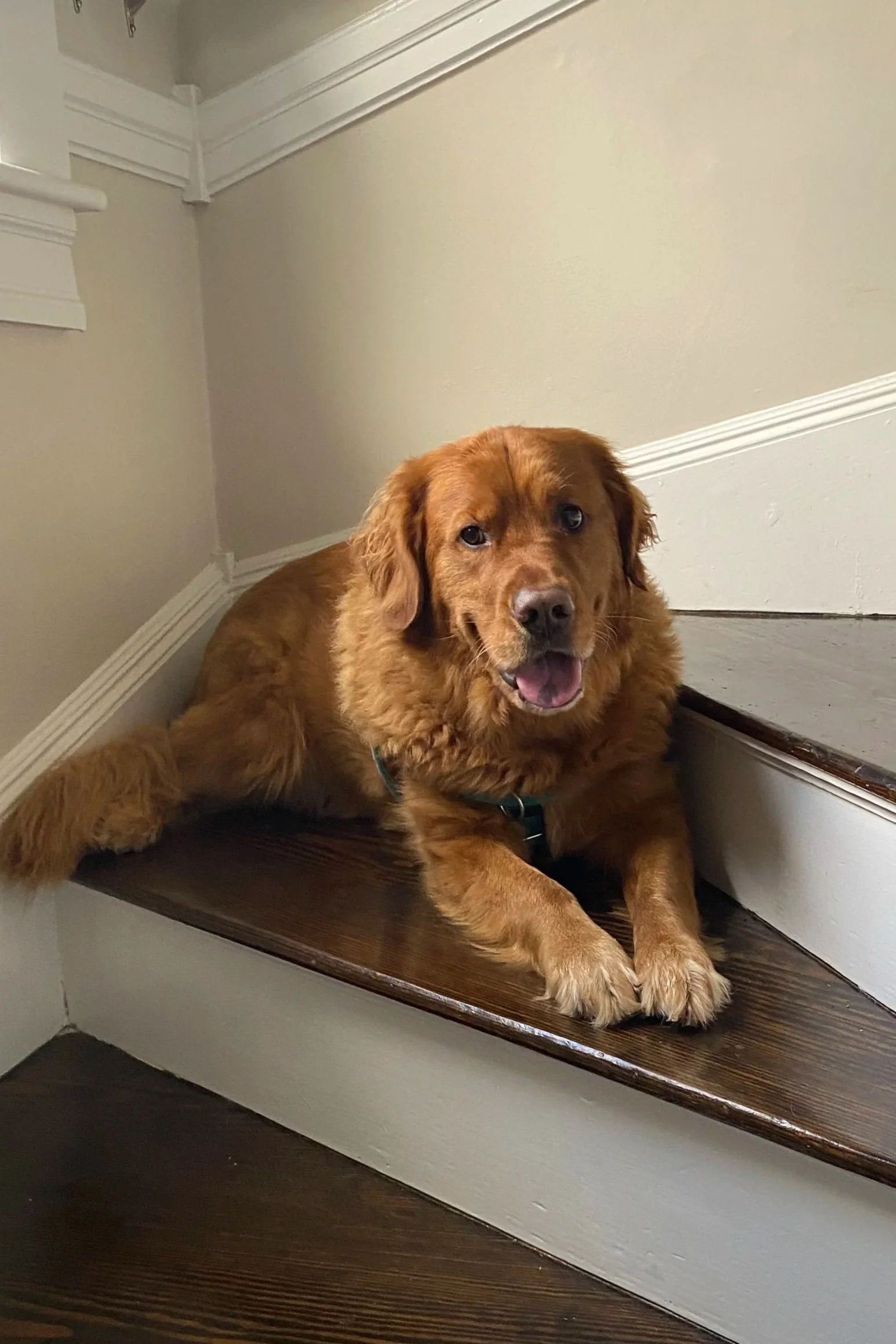 A golden retriever mix dog lying on a staircase with a happy expression, looking at the camera.