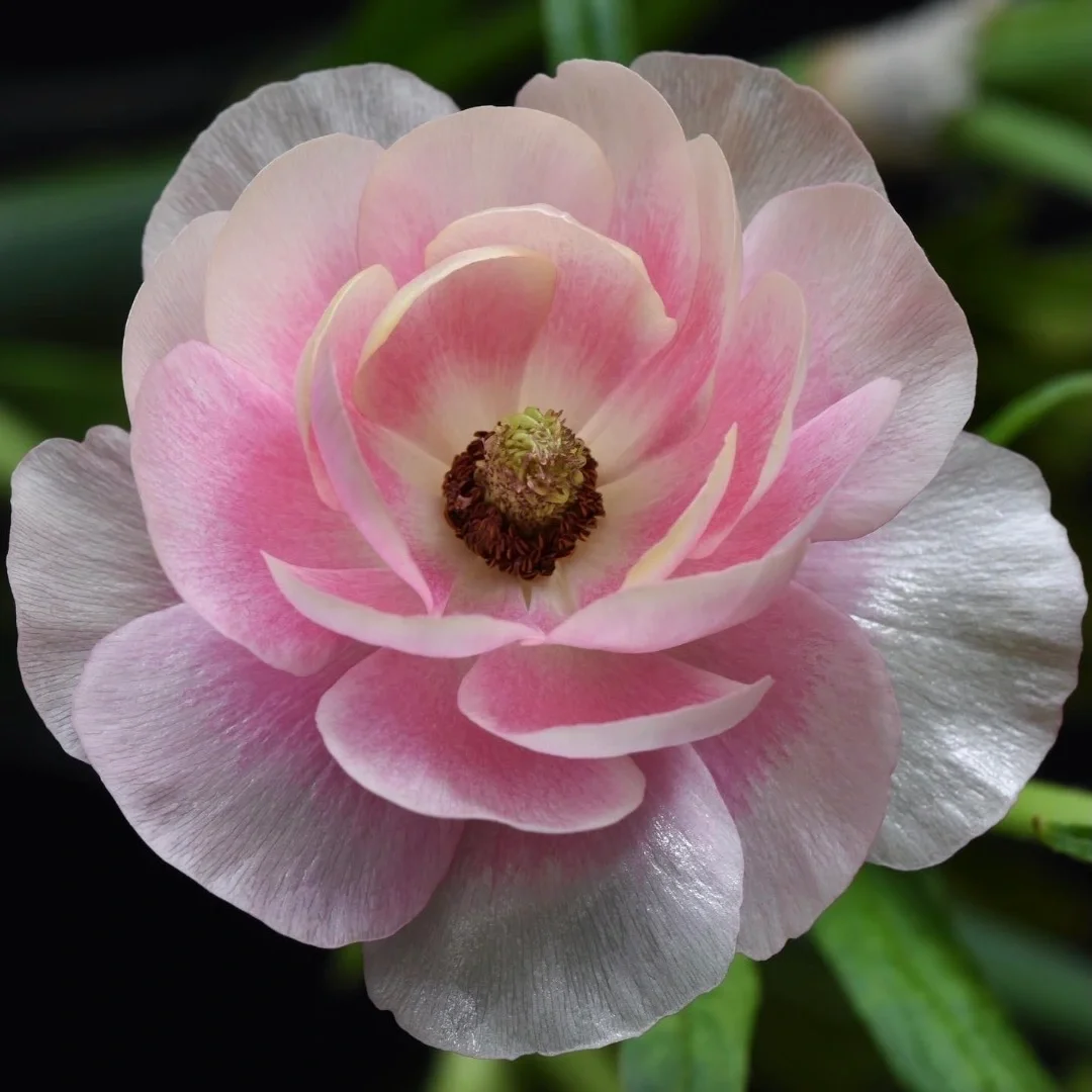 Birth Flowers by Month: Meanings and Symbolism