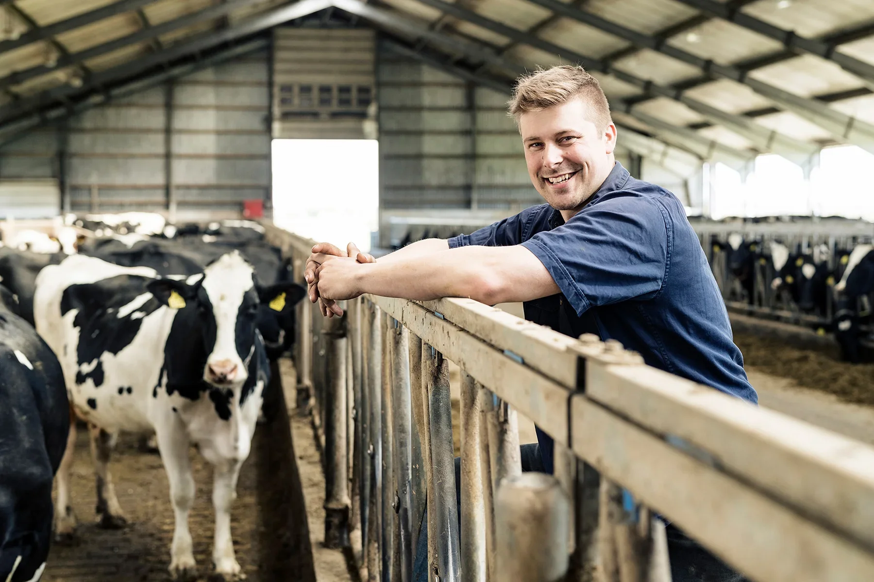Man smiling leaning on a railing inside a barn with Holstein cows in the background.