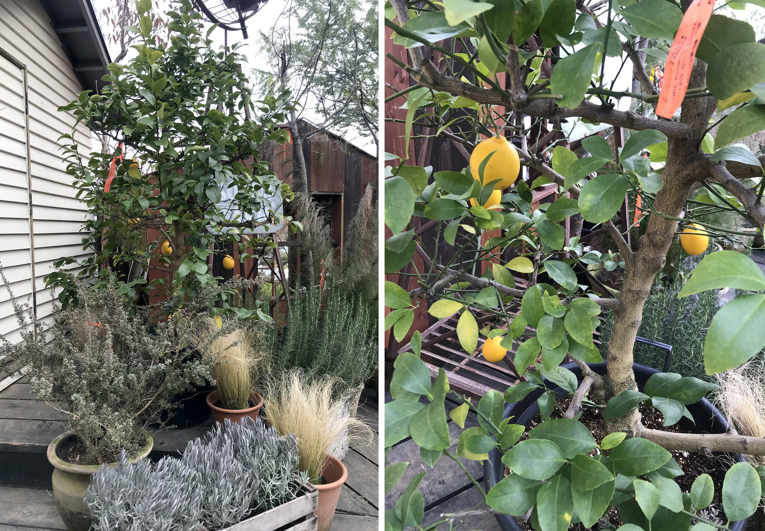 200228_レモンの木.jpg