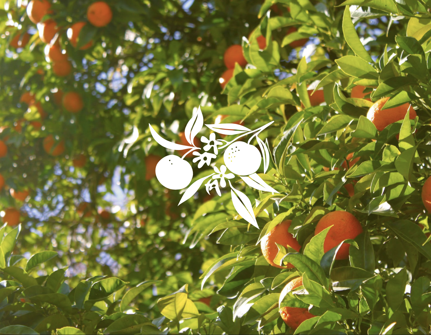Orange citrus fruits hanging on a green leafy tree under sunlight with a white decorative overlay of oranges and leaves.