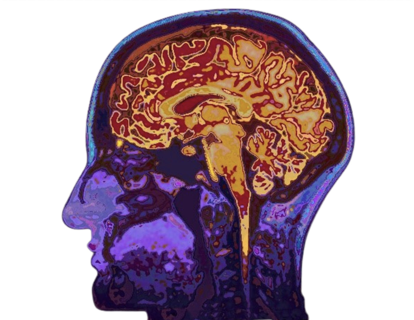 Side view of a human head with a brain illustration inside, showing detailed neural pathways in vibrant colors.