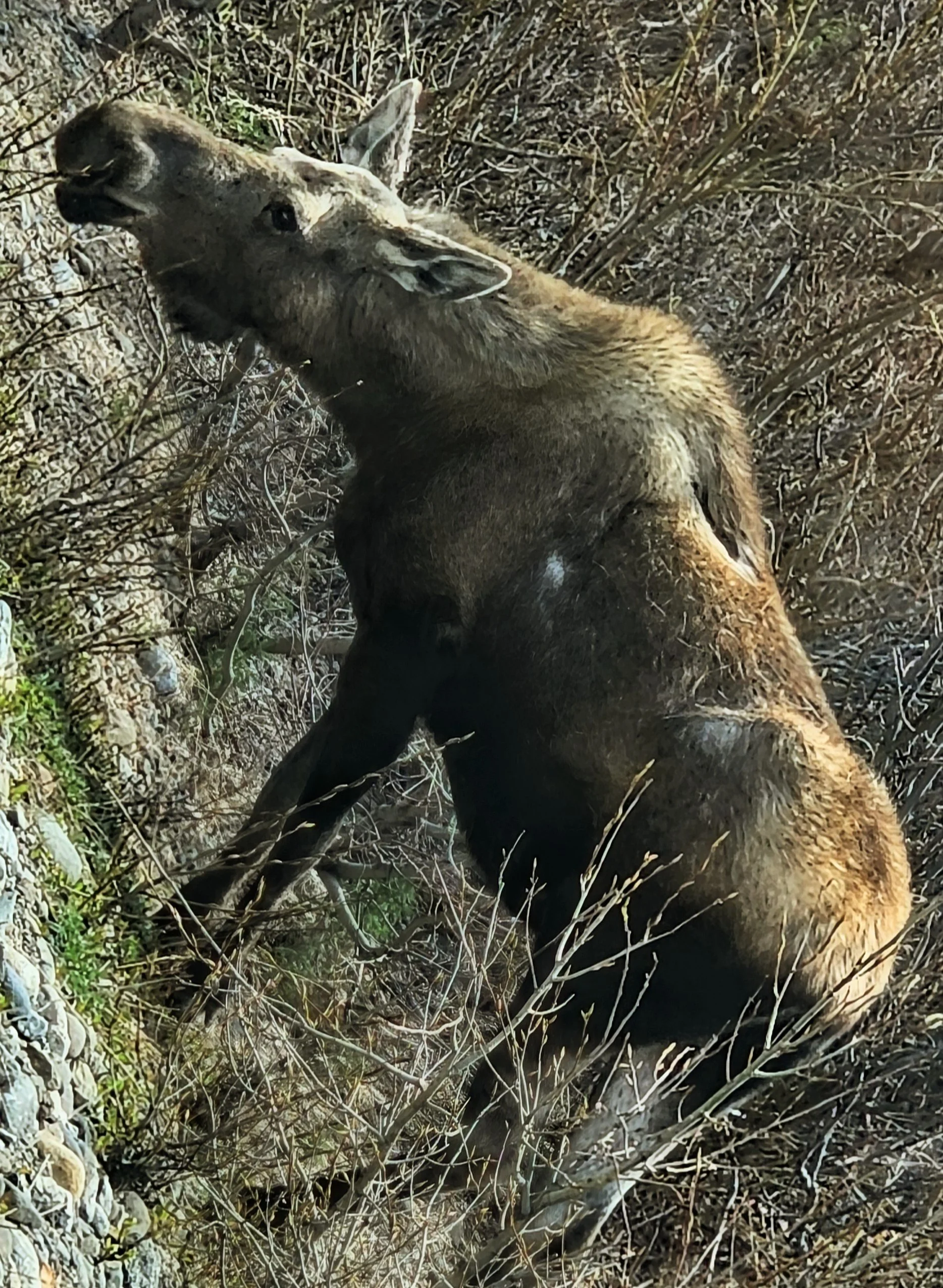 DNP-Female Moose