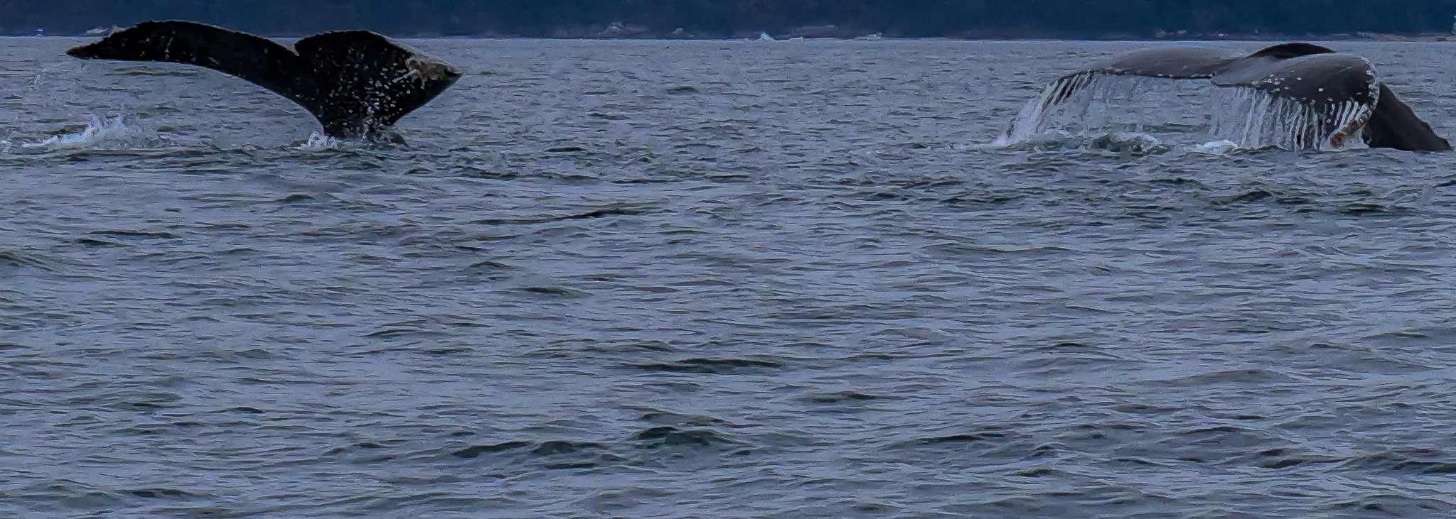 PV-Whale Tail Double