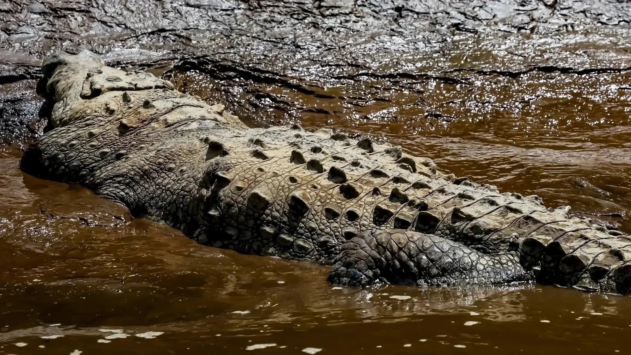 River Torcoles Costa Rica-Old Guy Up Close