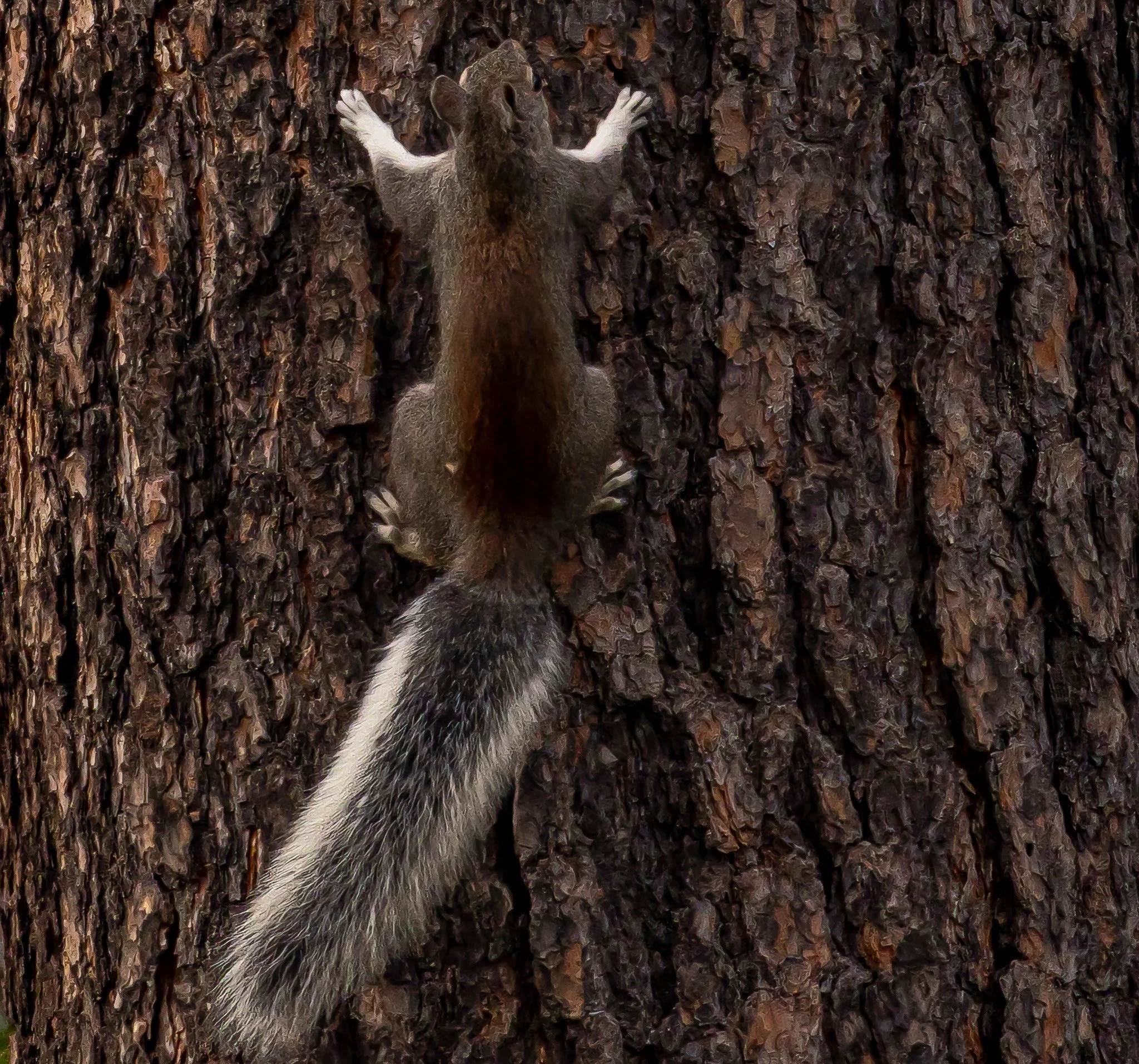 Mogollon Rim-Aberts Sqirrel