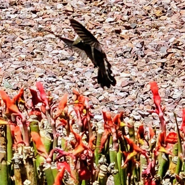 T-Local Hummer