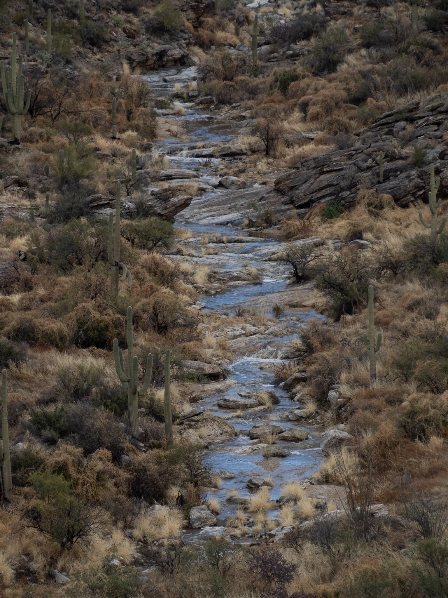 Seguaro East NP-Winter Water