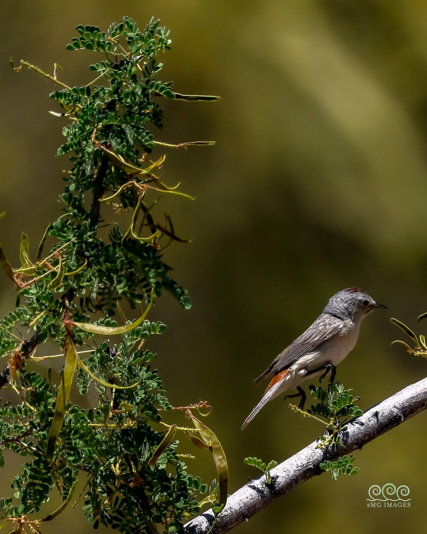 Tucson-Lucy_s Warbler