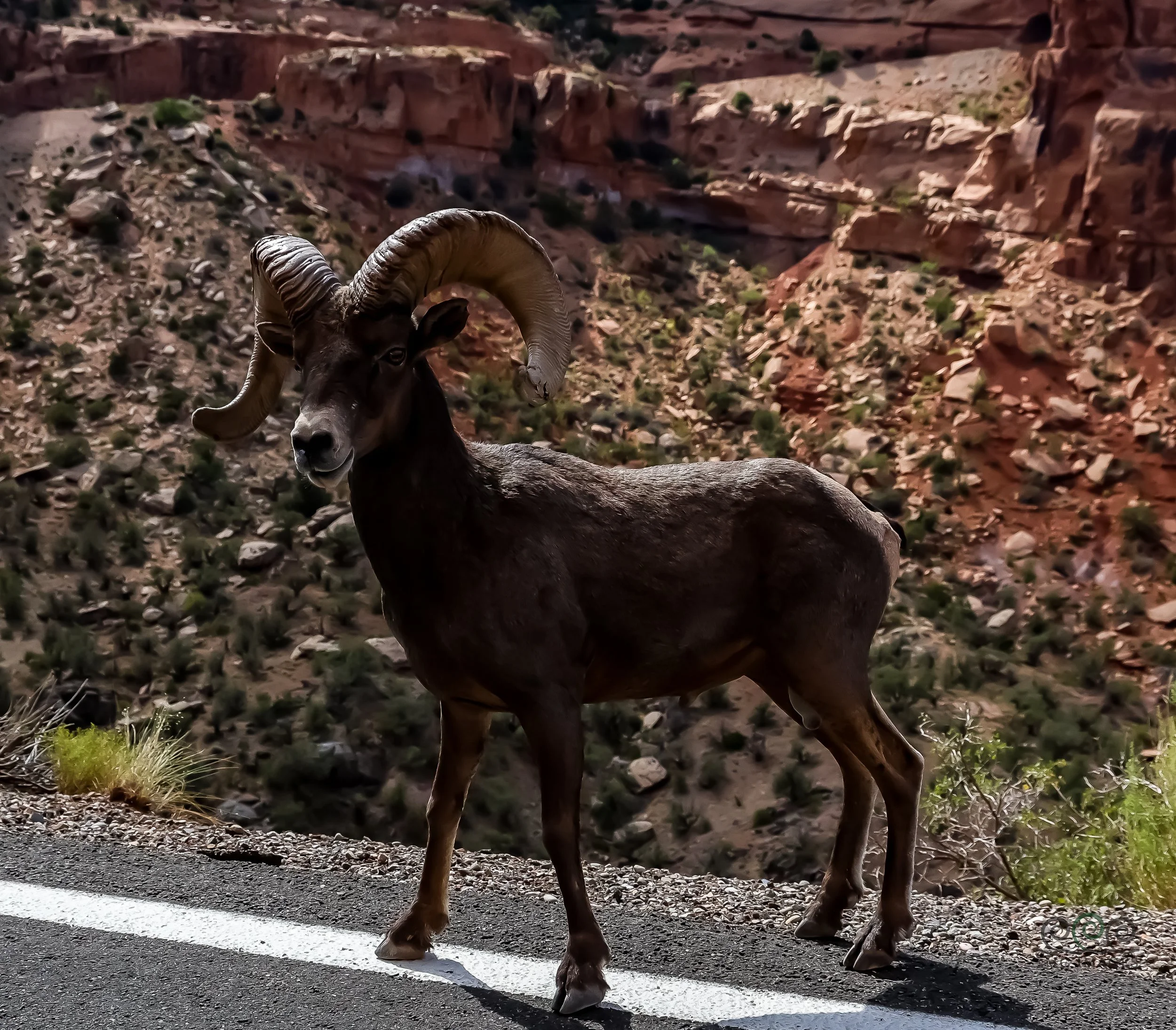 Co-Colorado National Monument Local