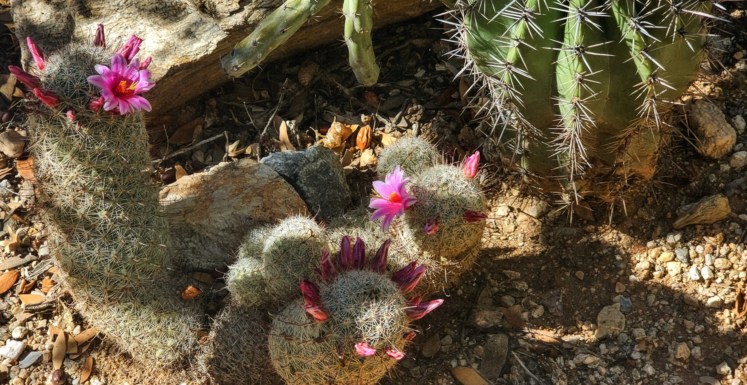 Back Arroyo Hedgehog Blooms