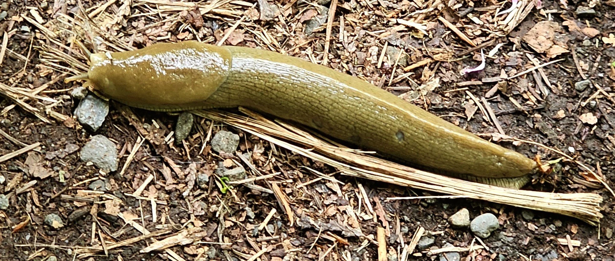 Wa-Banana Slug