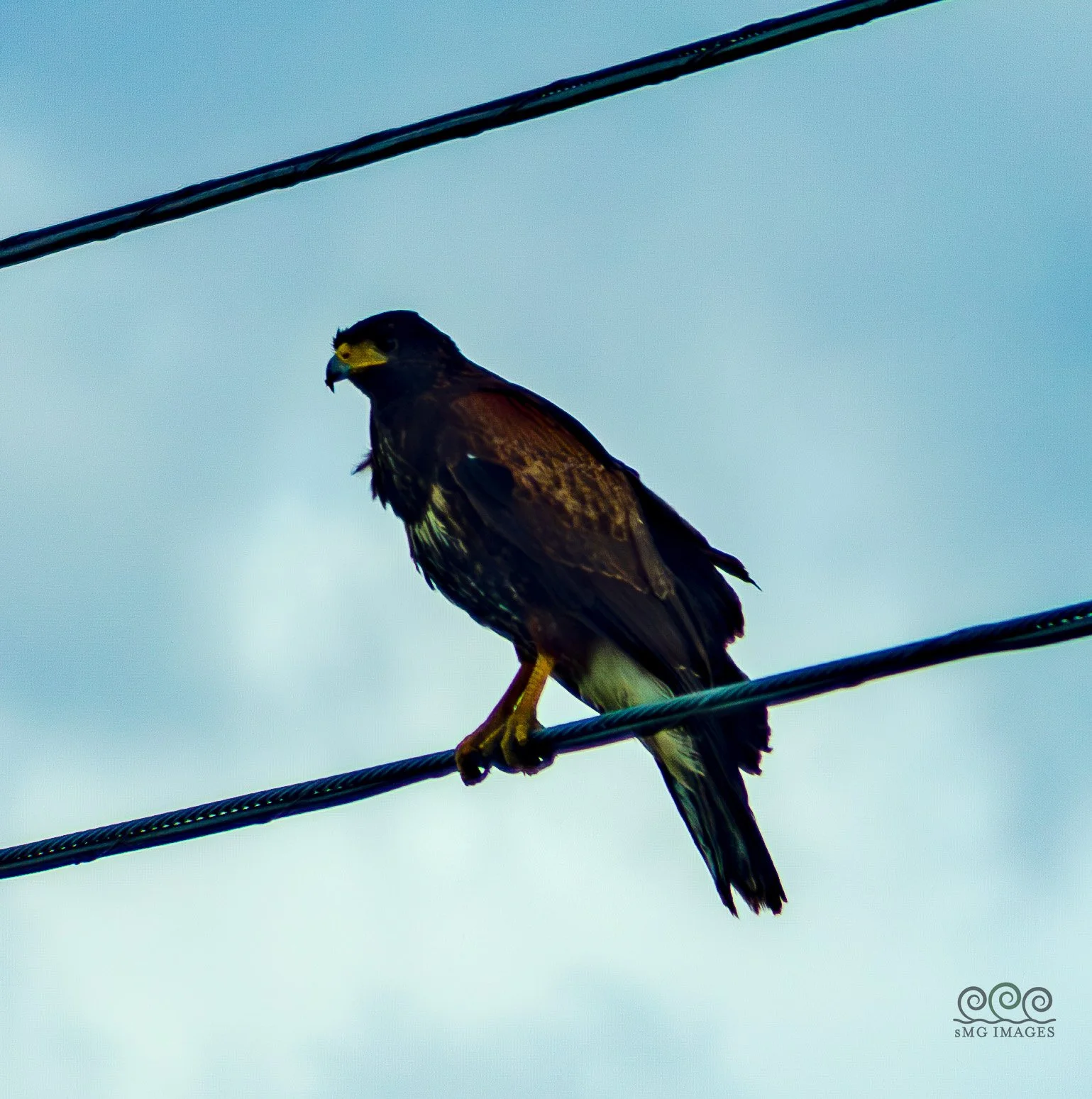 Tucson-Harris Hawk (Major Predator Here)