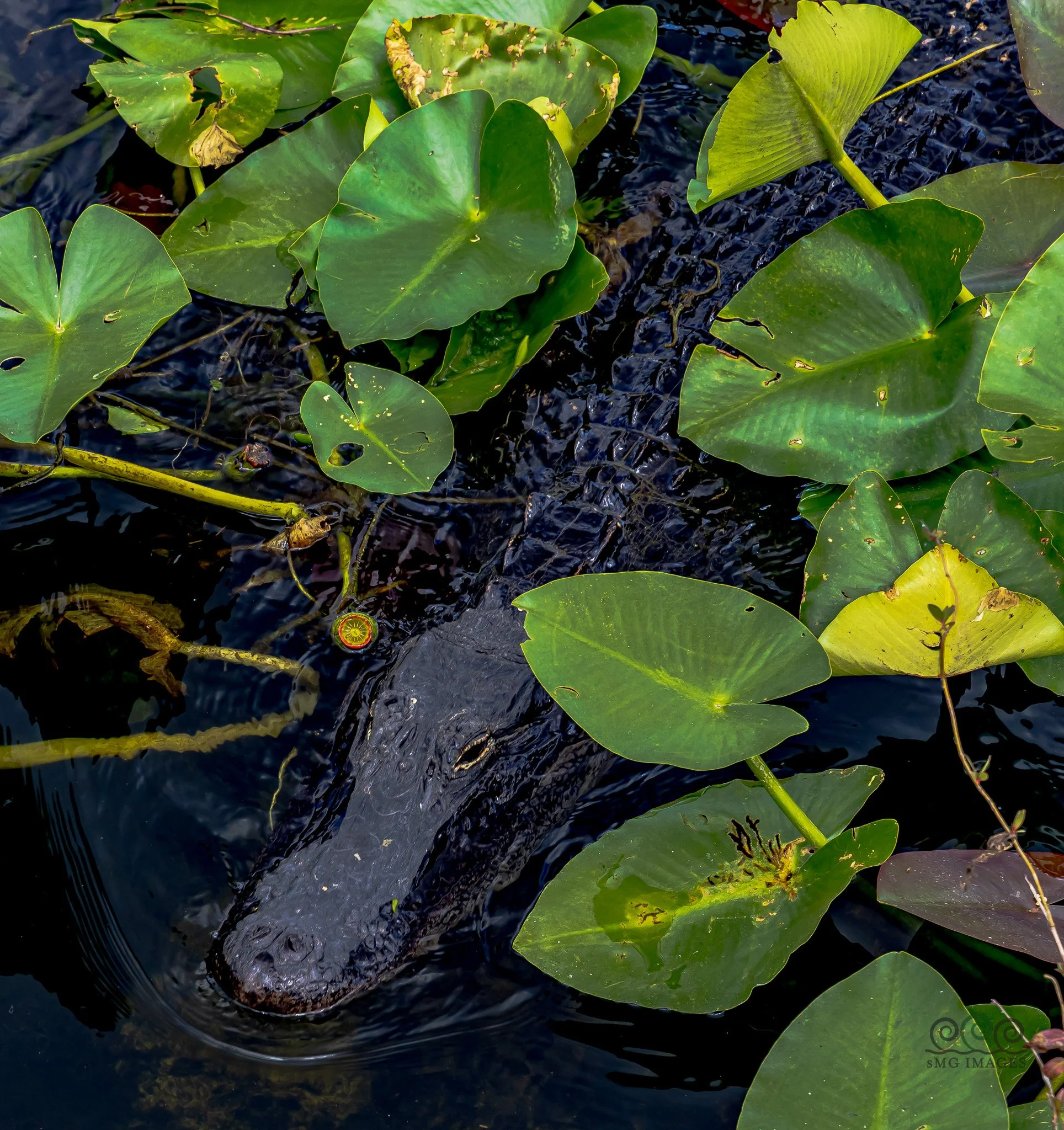 Fl-Everglades-Big Cypress Cruiser