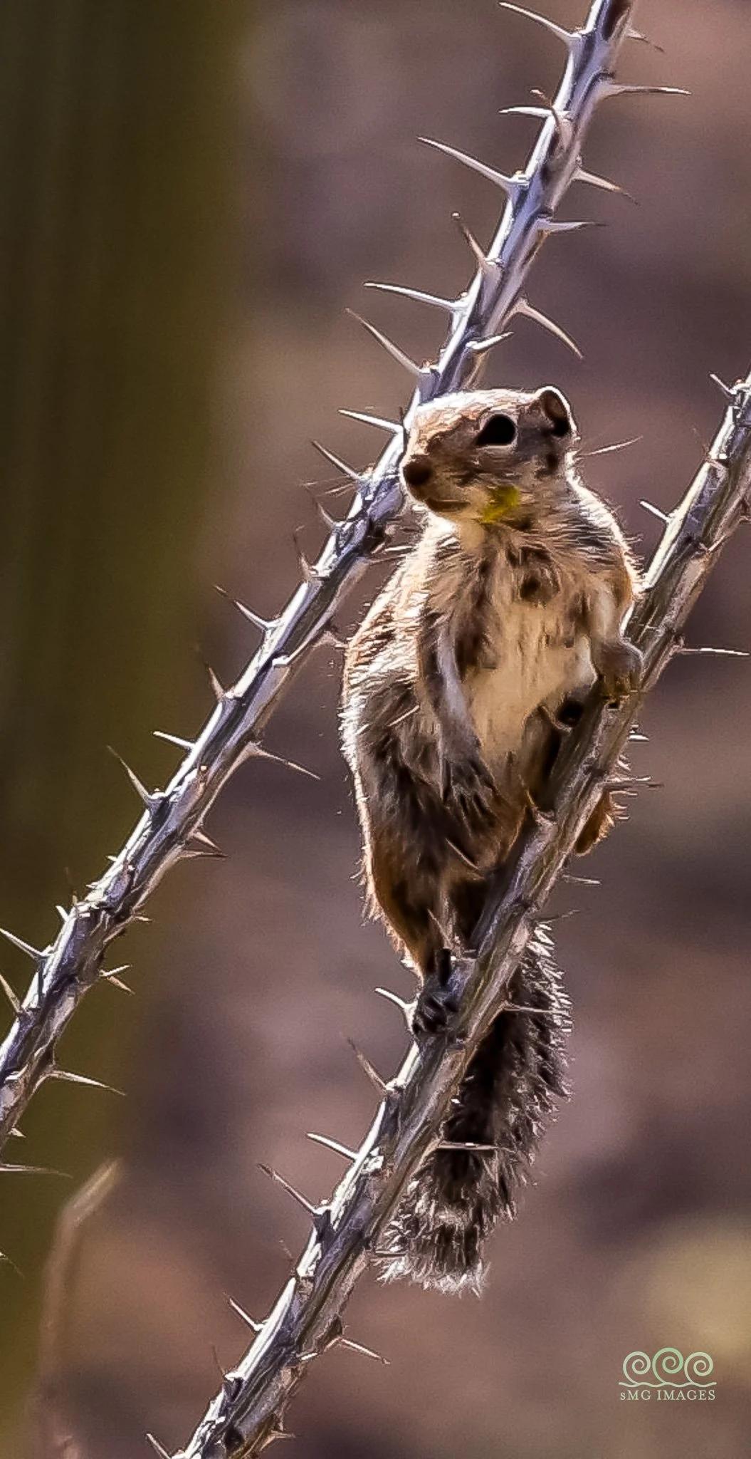 Seguaro West-Harris Antelope Squirrel