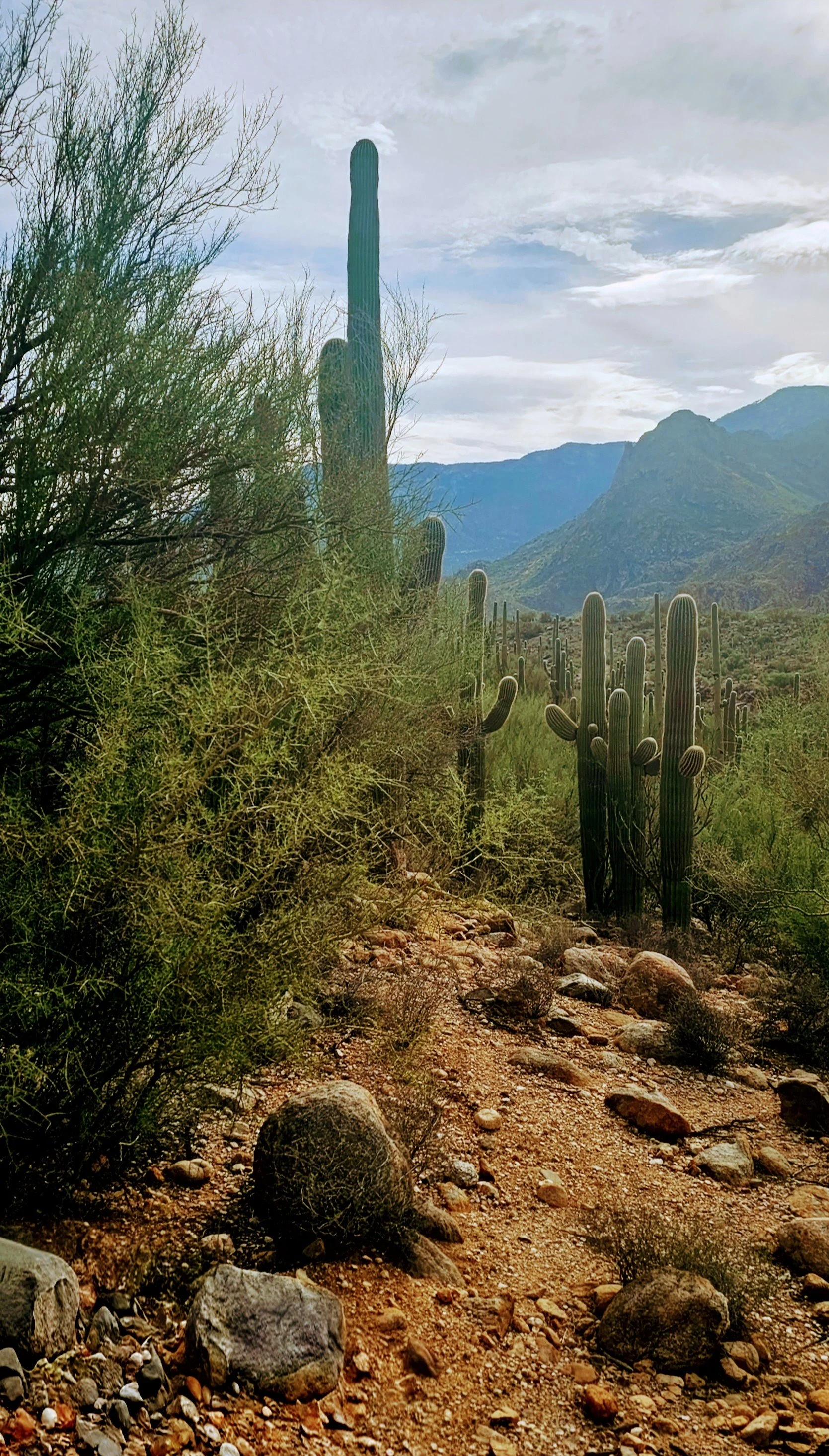 Catalina SP-Early Morning Hike