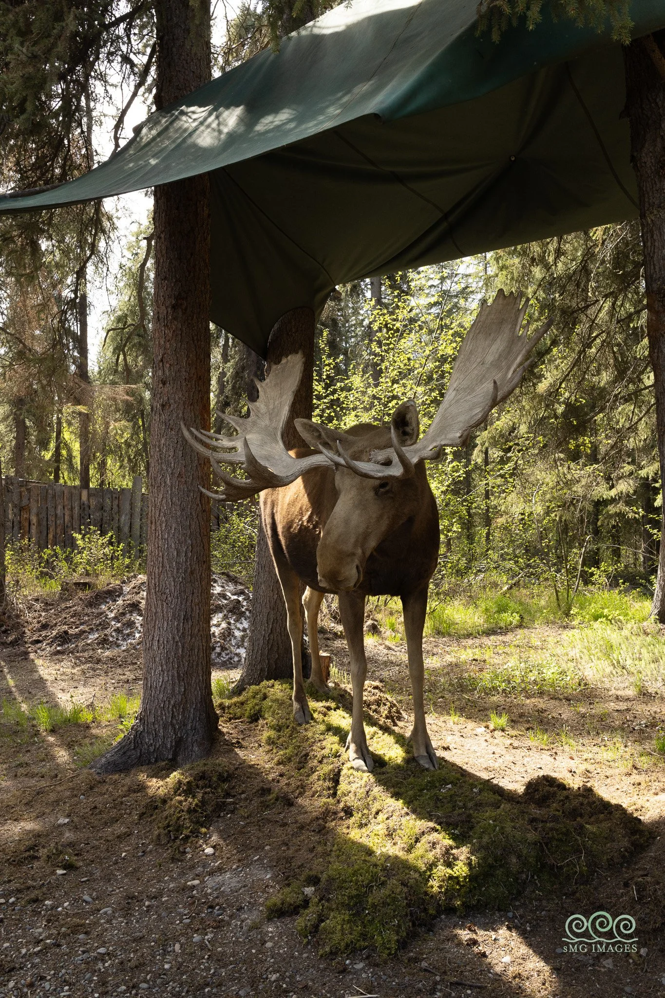 Atabascan Village Moose