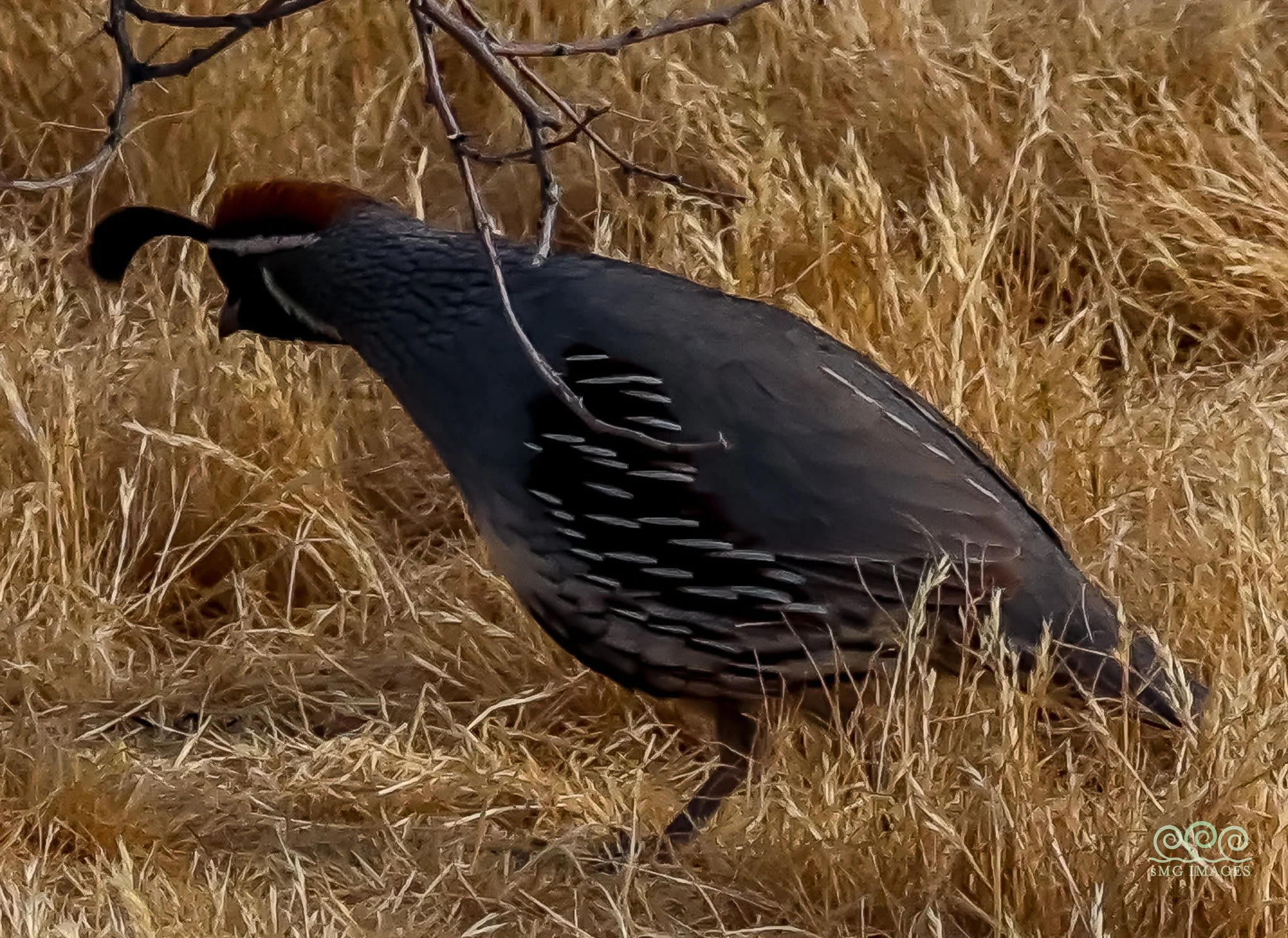 Tucson-Backyard Arroyo California Quail