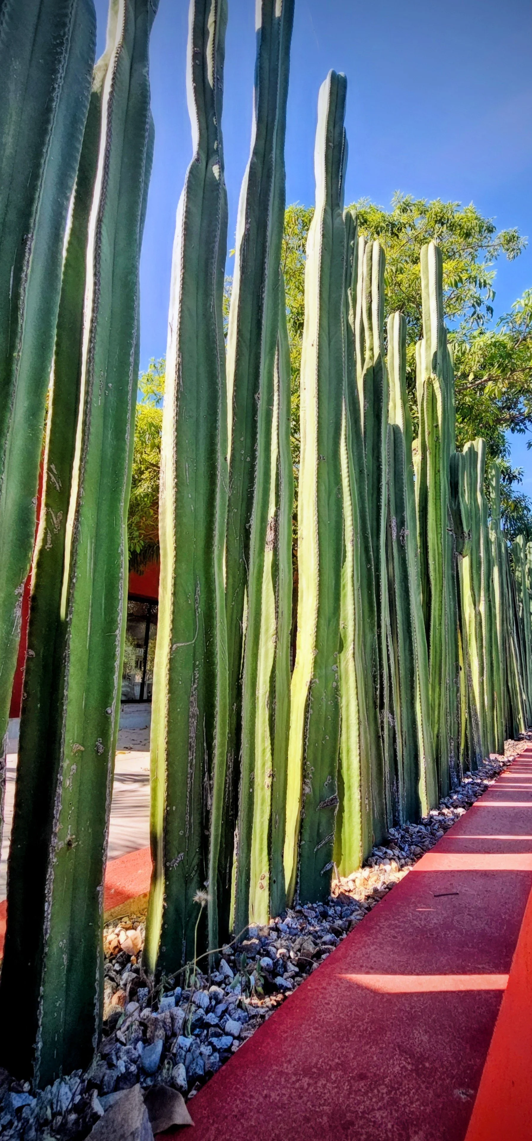 Huatulco-Cactus Fence