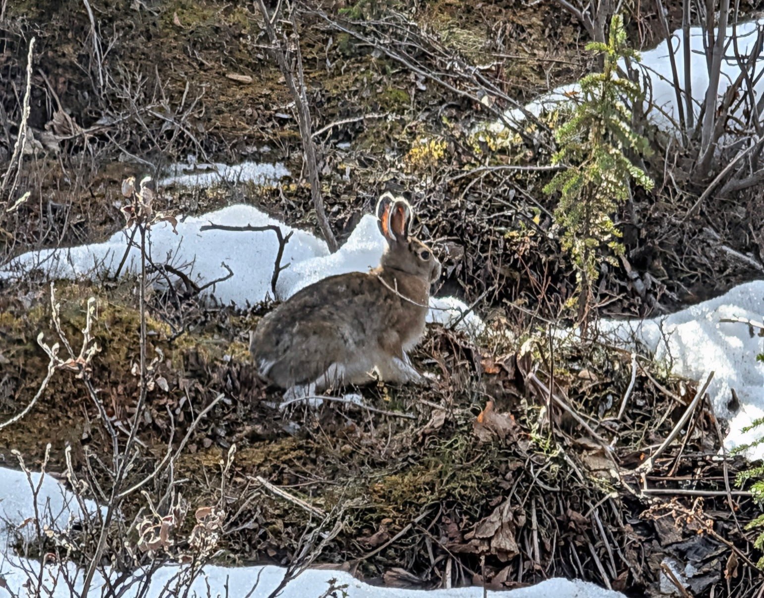 DNP-May Snowy Hare Colors