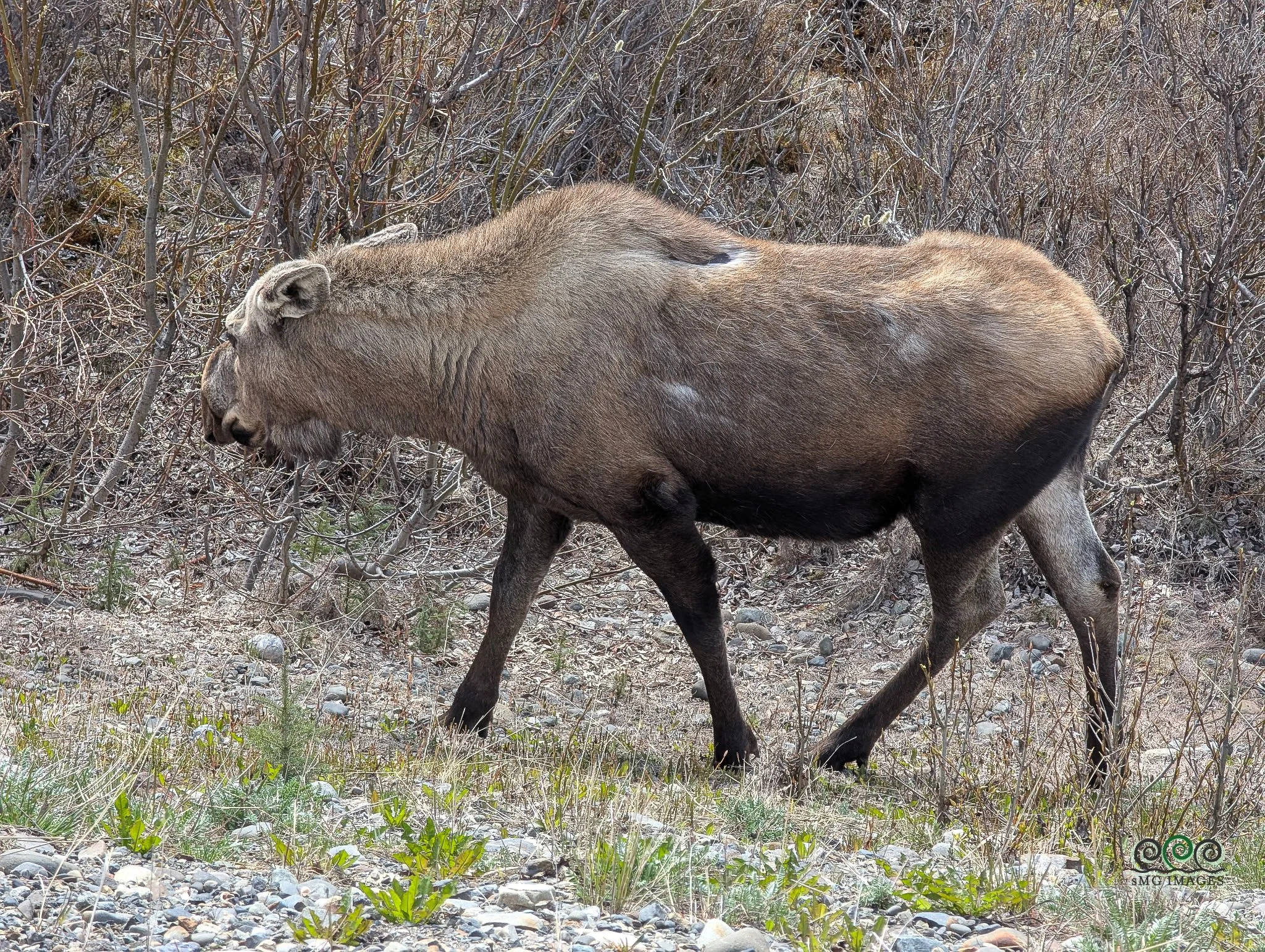 DNP-Young Moose