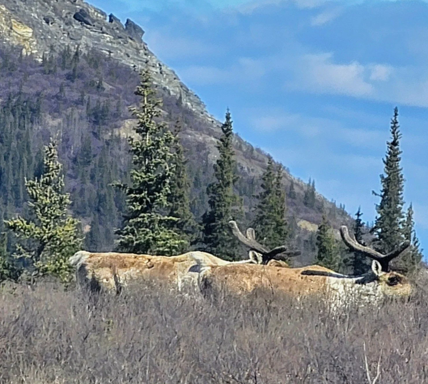 Caribou 1