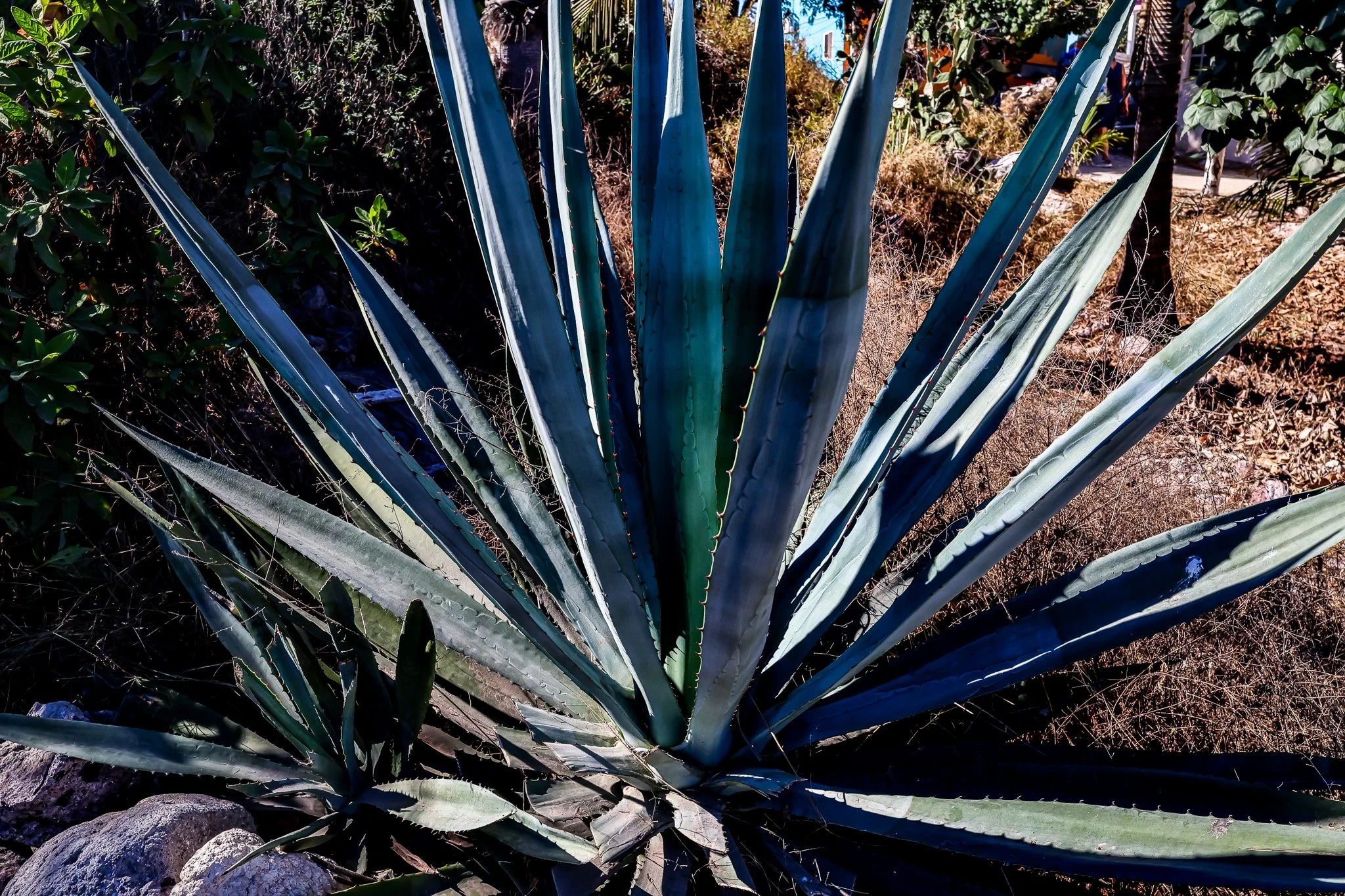 Stone Island Beach Flora