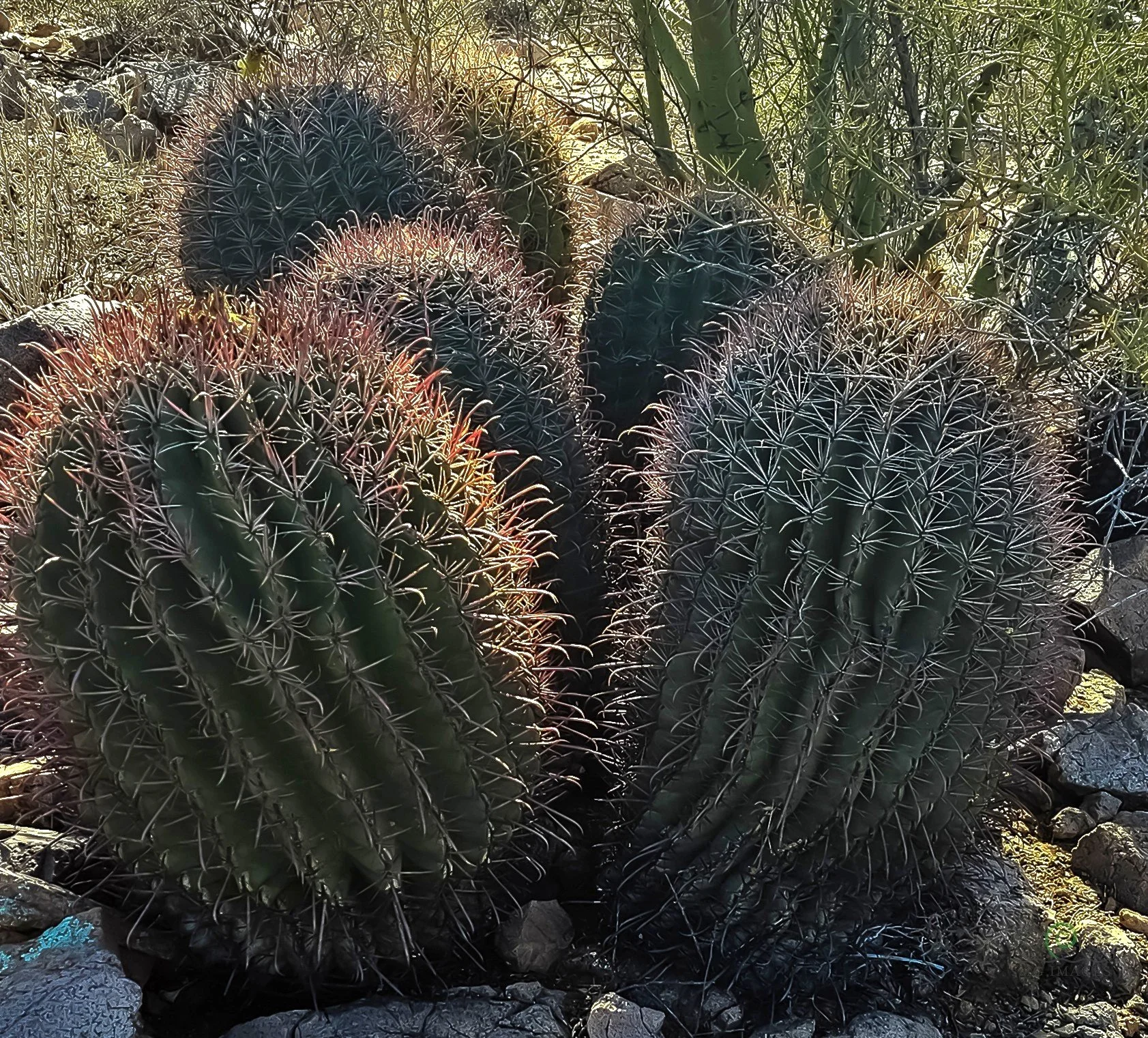 Segurao West NP-Six Barrel Cactus under one Nursing Tree