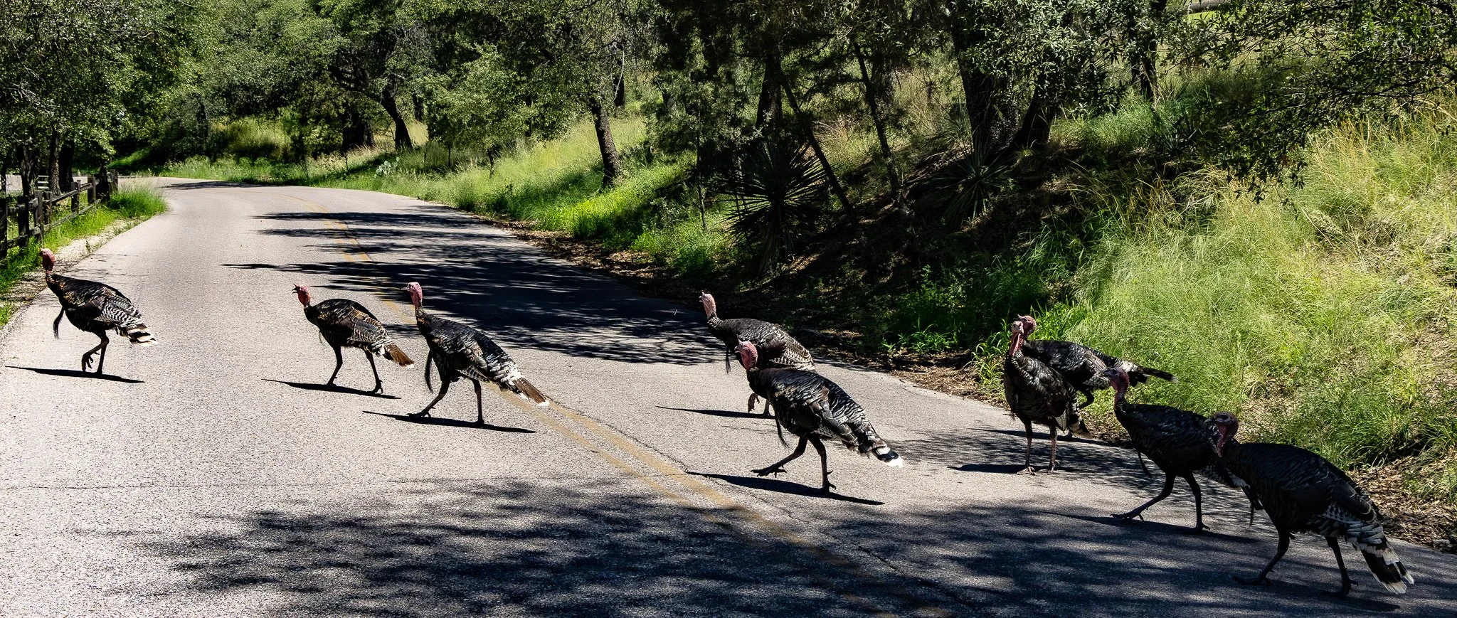 Madera Canyon-Turkey Trot