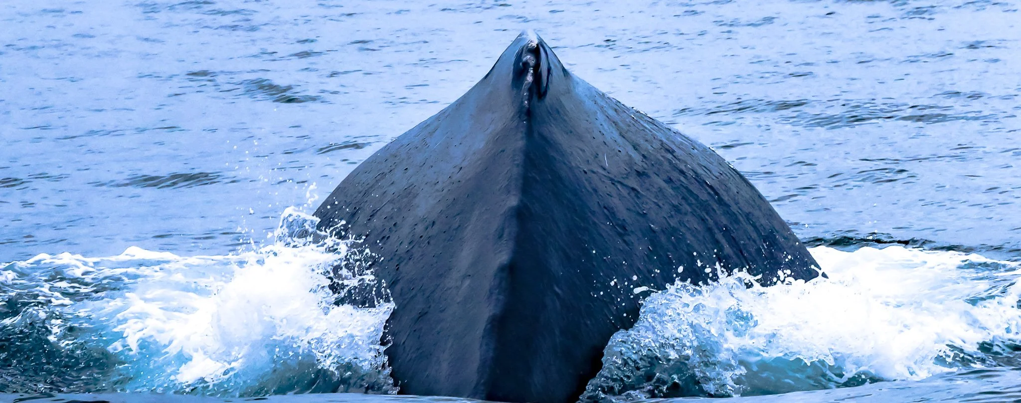 PV-Diving Under the Boat