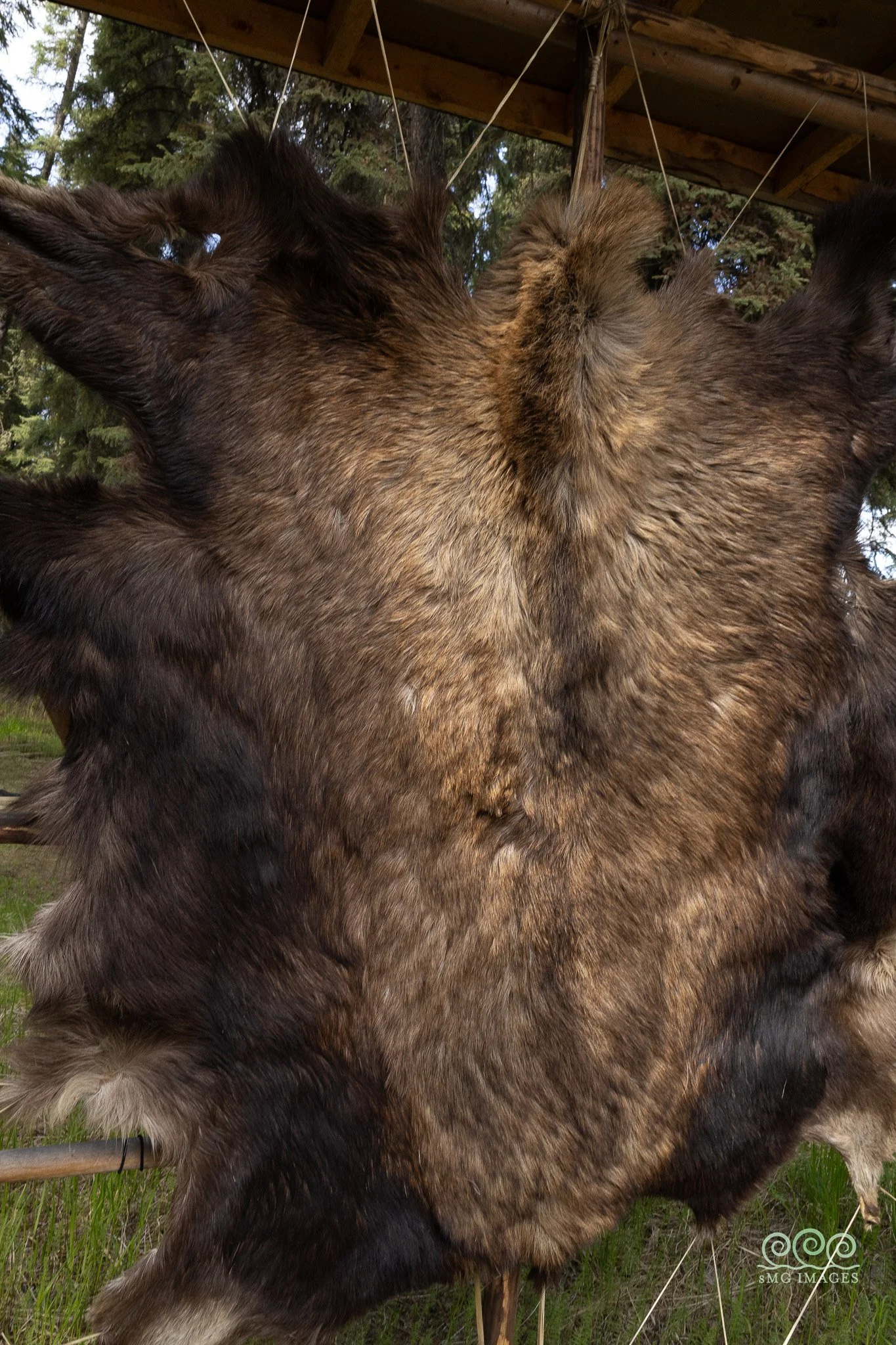 Atabascan Grizzly Pelt