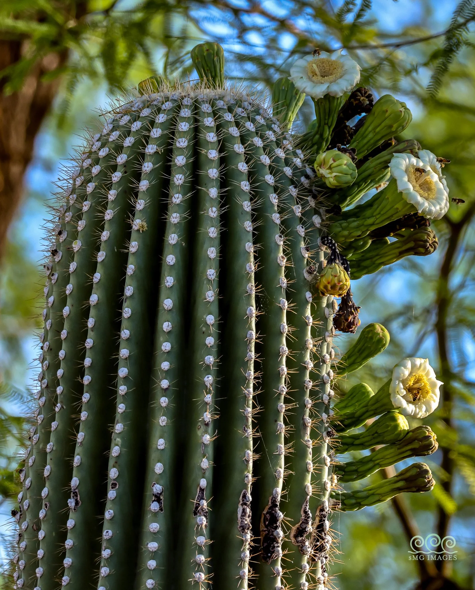 T-Saguaro In Full Early Bloom