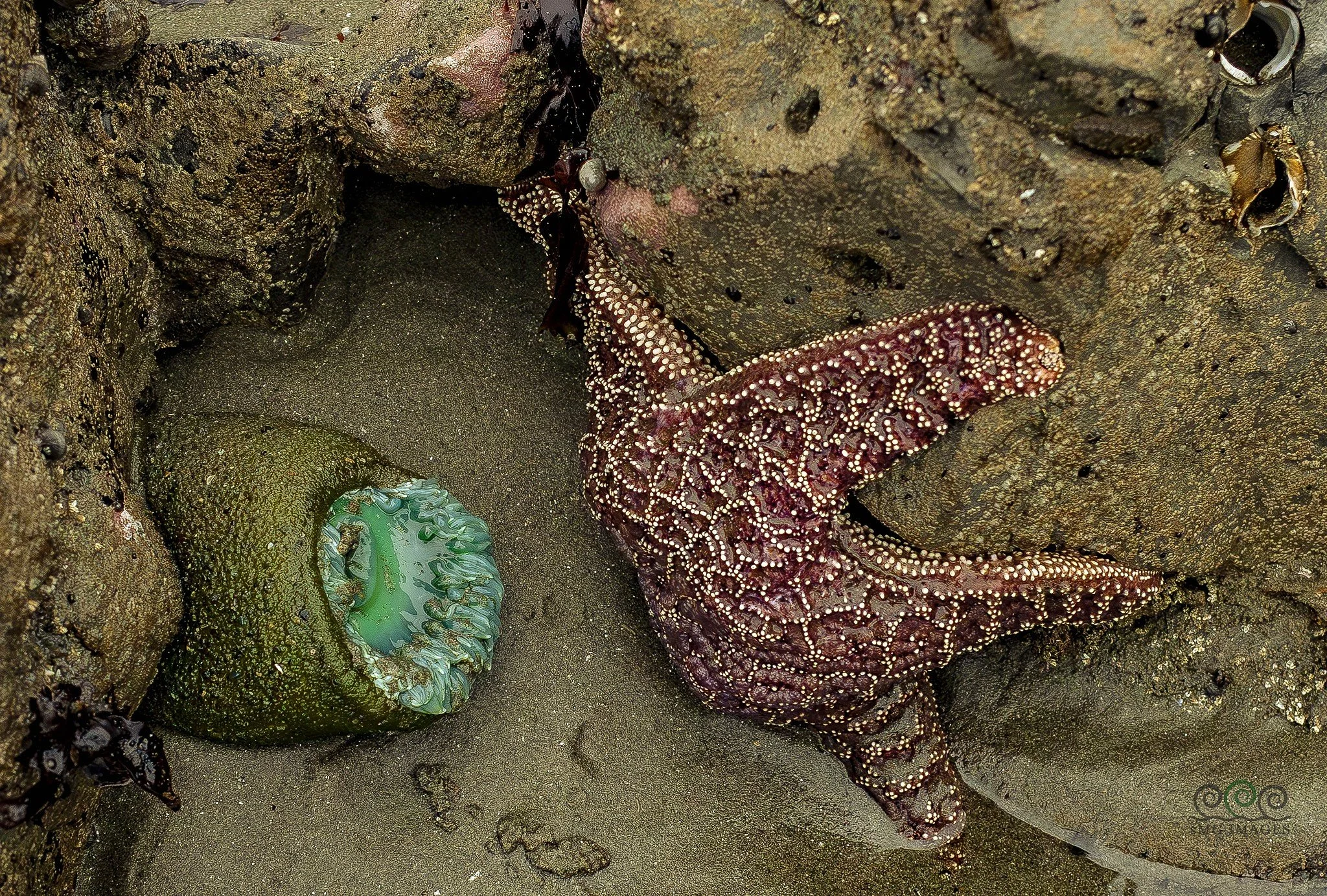 Wa-Rialto Beach Tide Pool Buddies