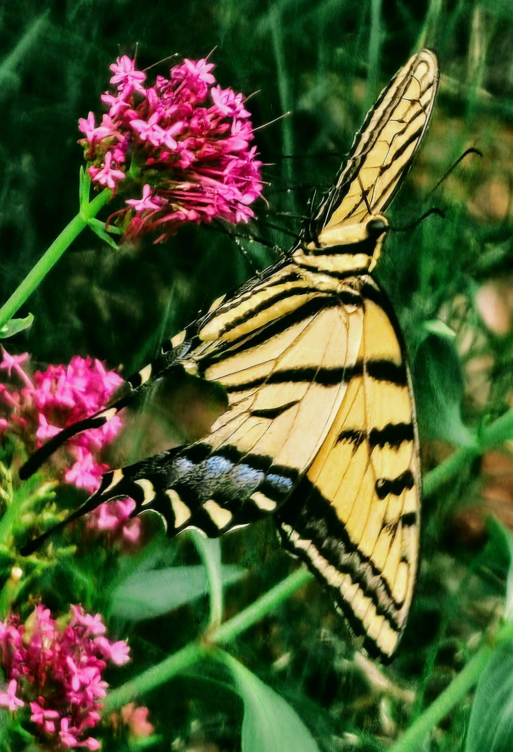 Tonto NB SP Tiger  Swallowtail