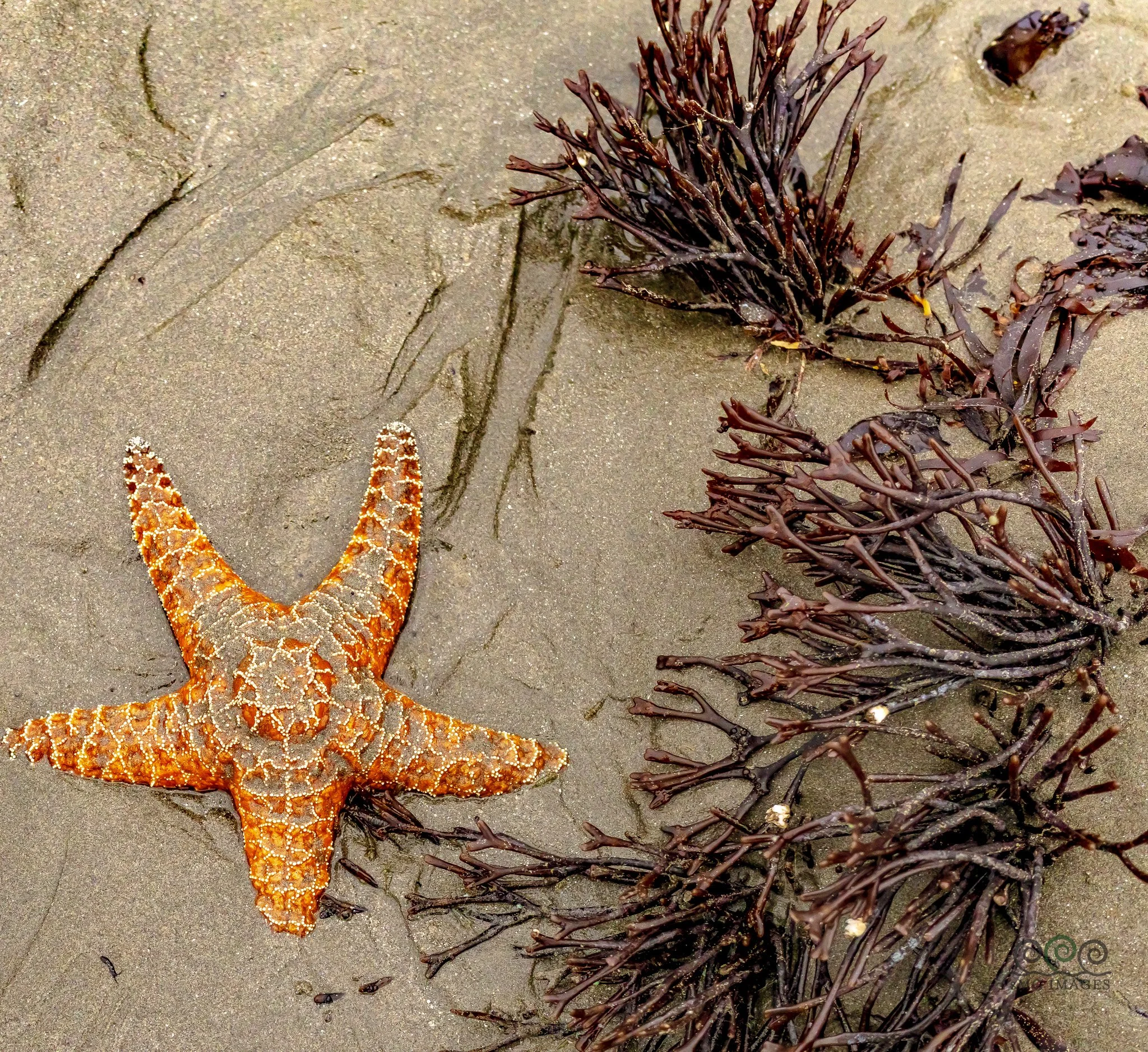 Wa-Rialto Beach  Orange
