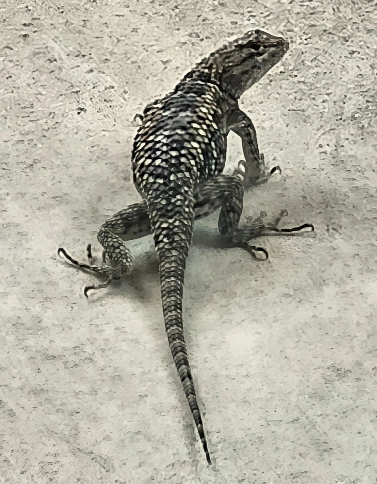 Tucson-Morning Porch Visitor -Desert Spiny Lizard