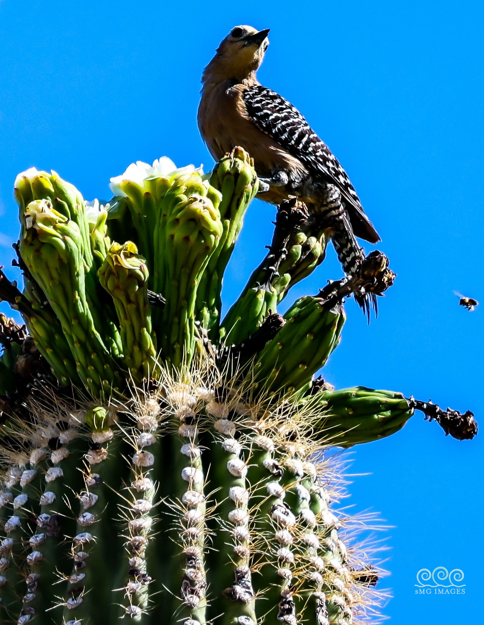 Seguaro West-Gila  Woodpecker