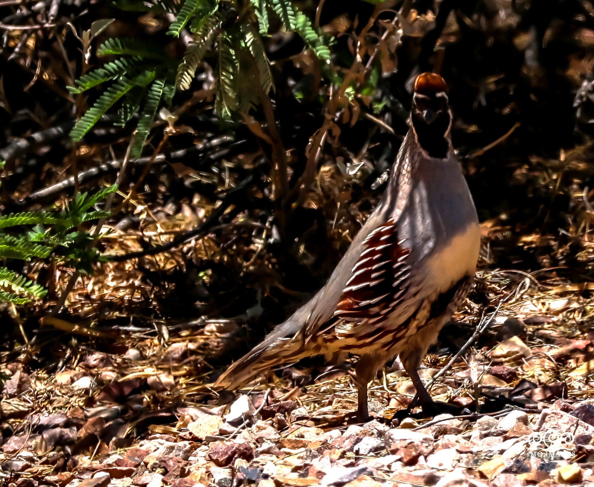 Tucson-Male Gambel Quail