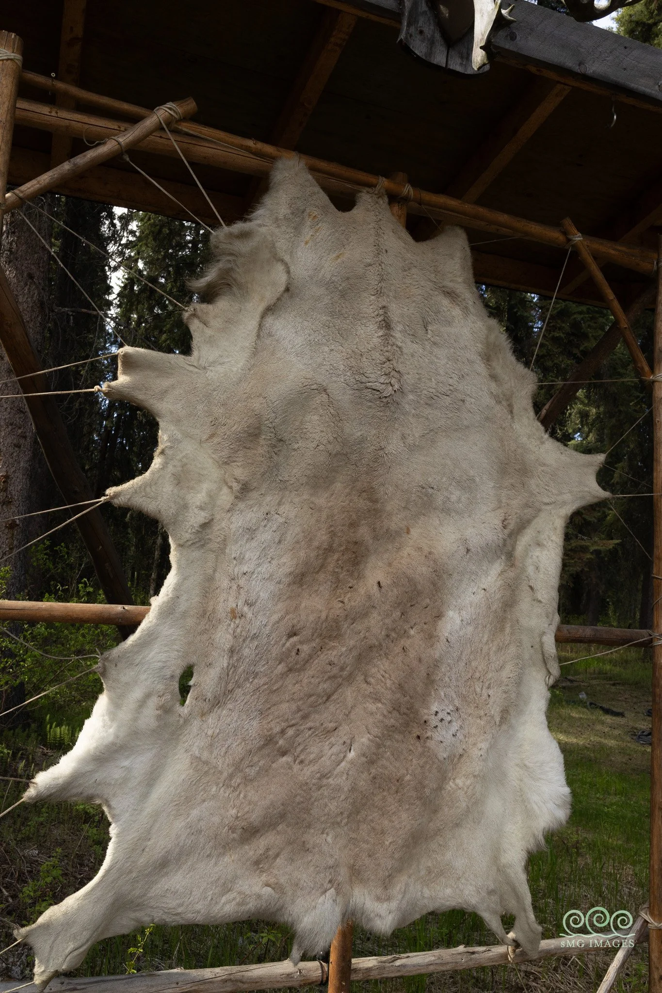 Atabascan Wolf Pelt