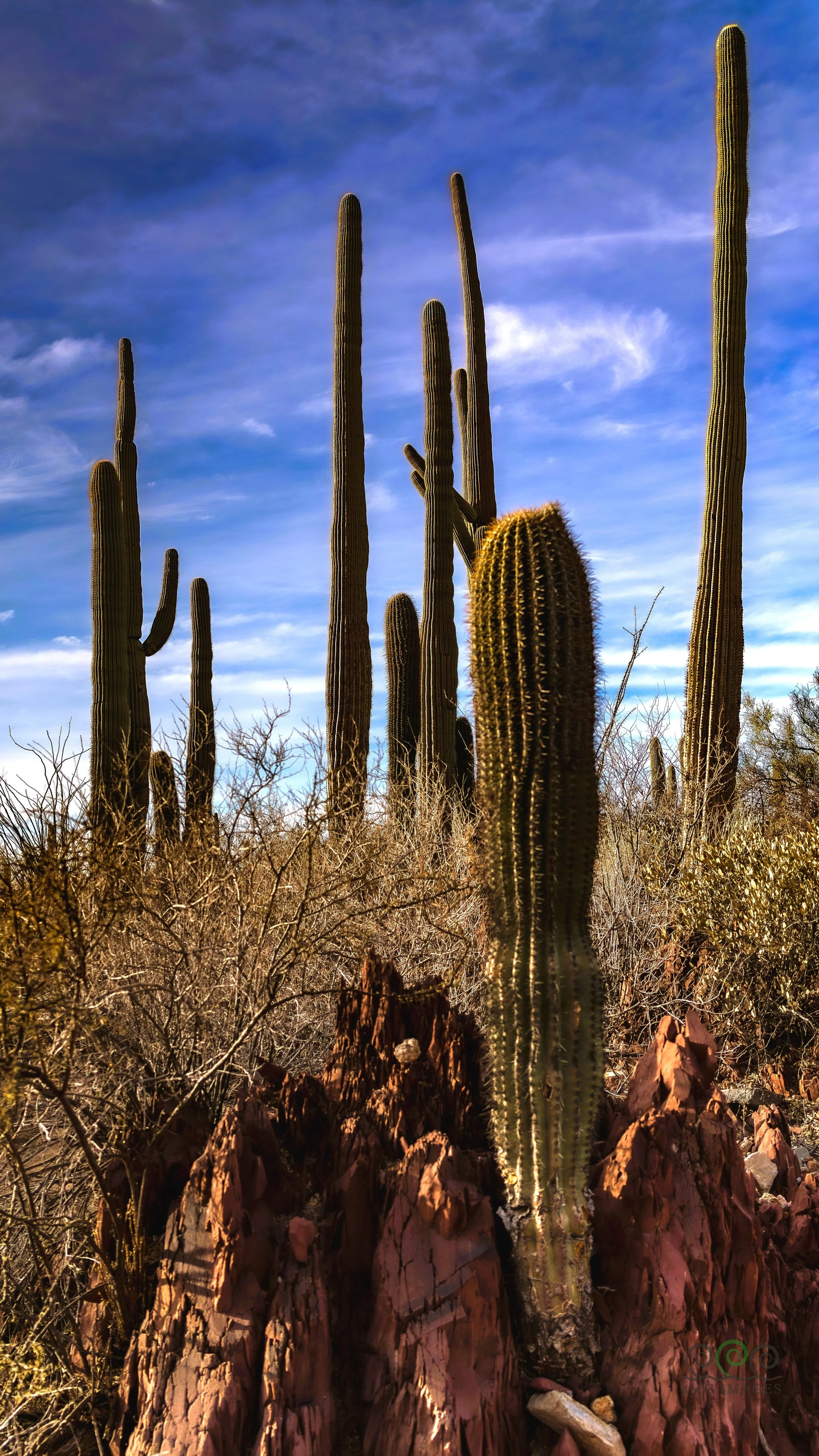 Seguaro West Rock Cacti