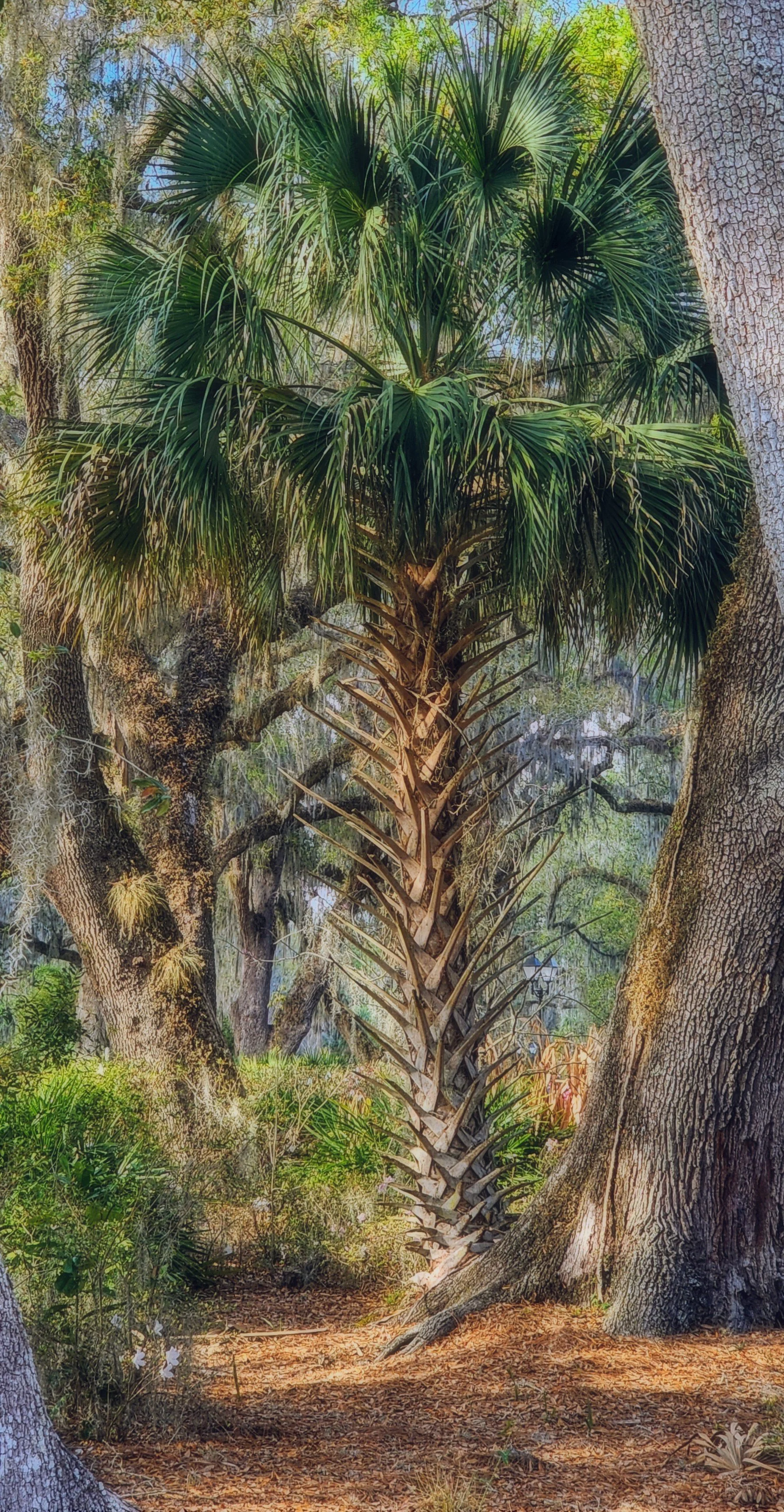 Villages-Ferry Old Florida Beauty