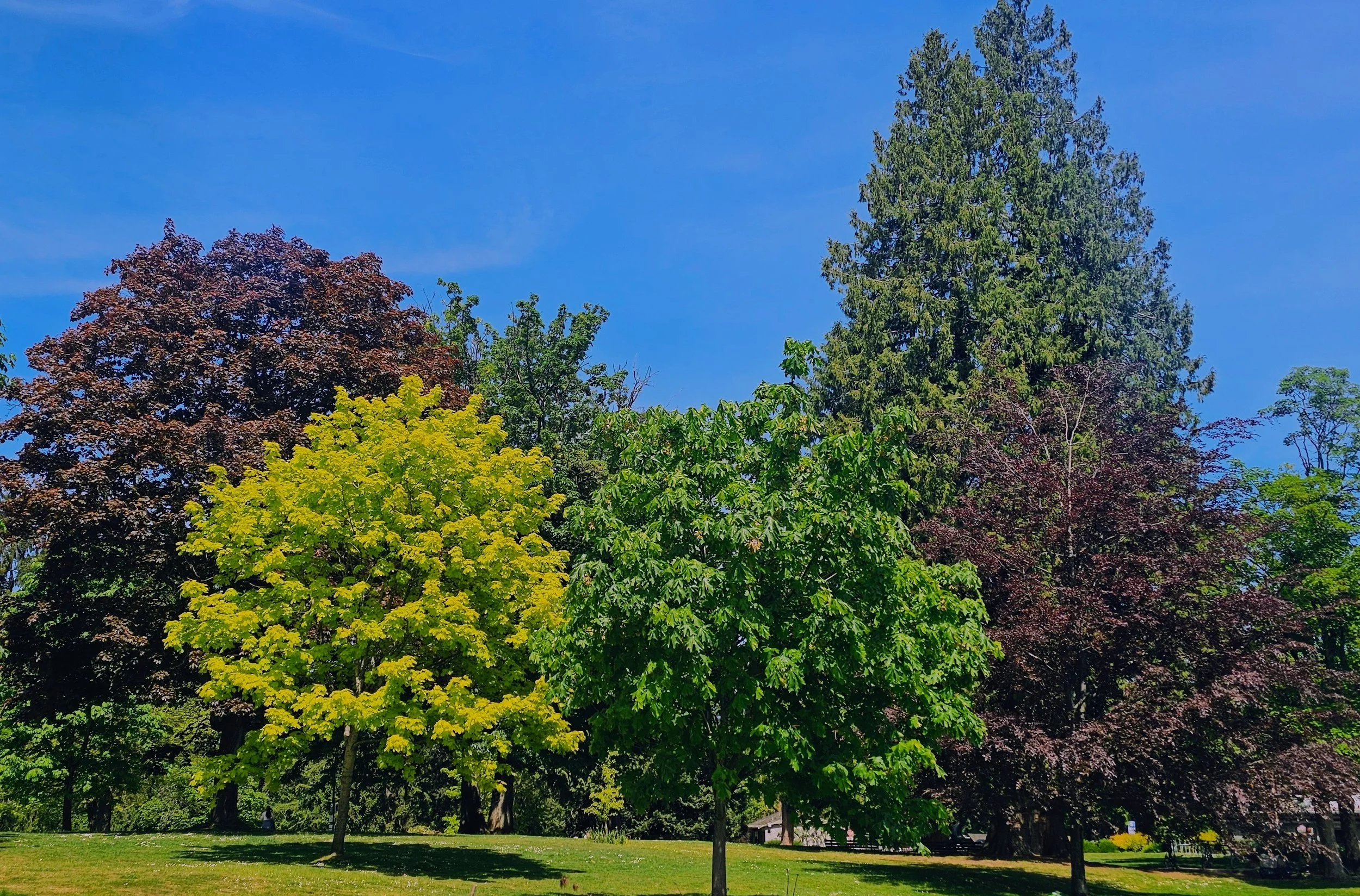 Stanley Park Spring Colors