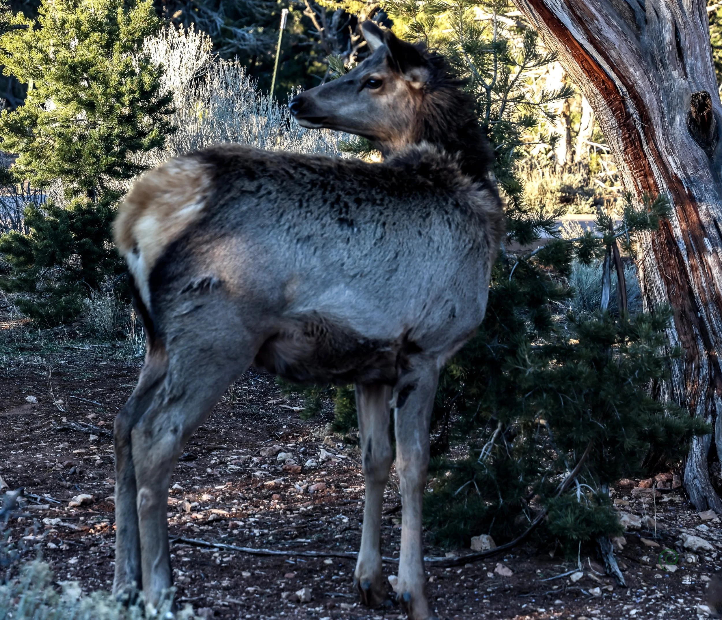 Grand Canyon Local ELk
