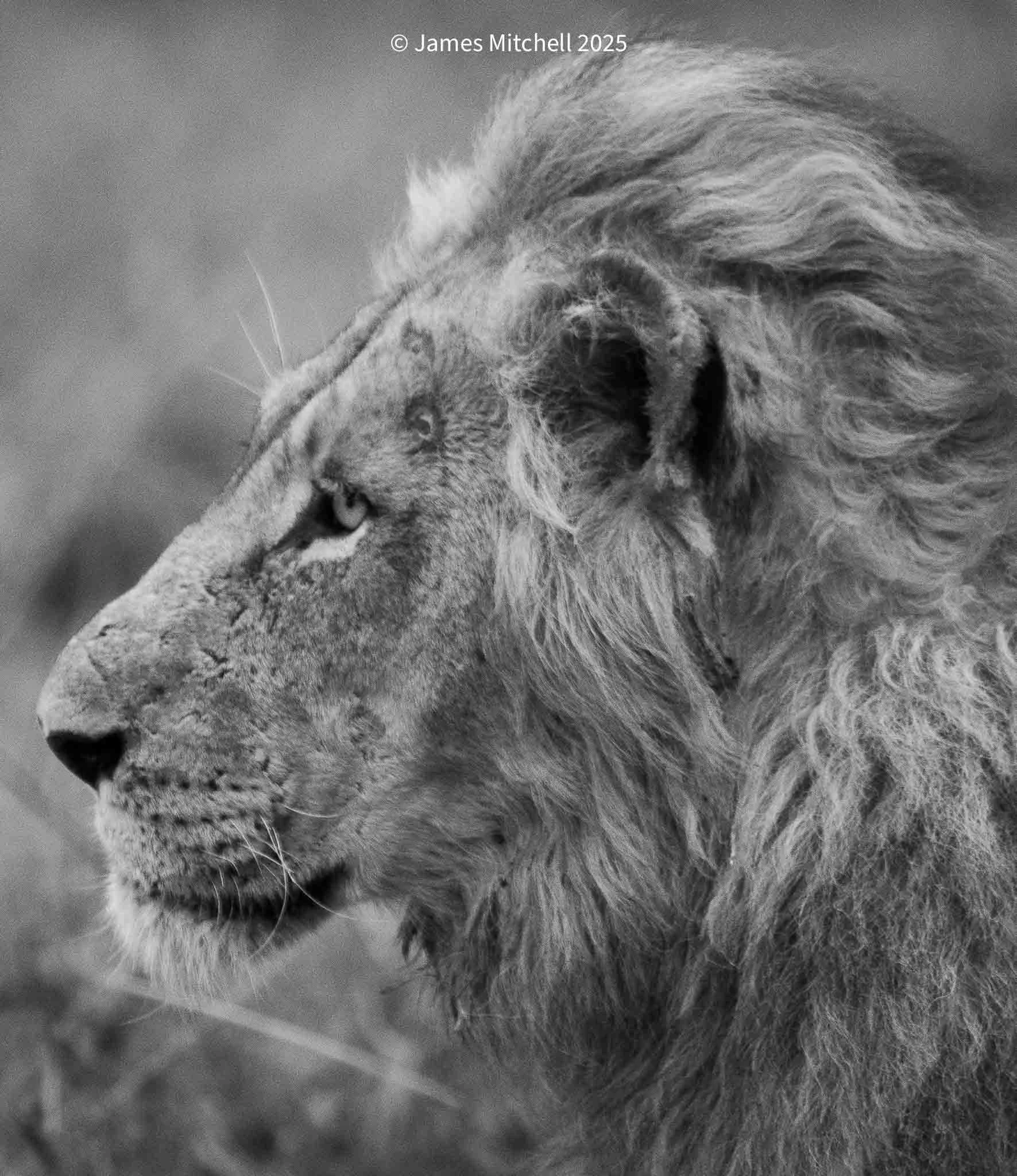 Black and white photograph of a lion's profile with a detailed mane and a face showing signs of age.