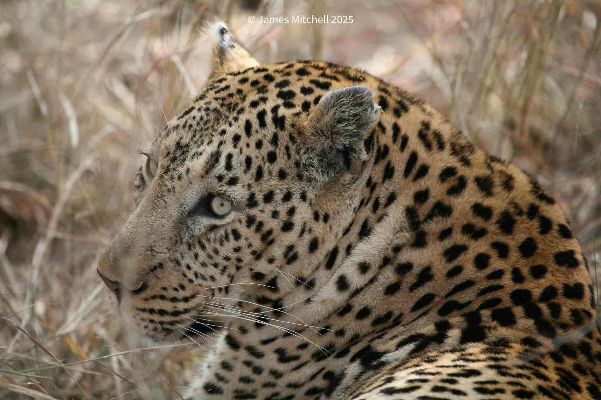 Close-up of a leopard lying in grass with spotted fur, pale eyes, and a relaxed expression.