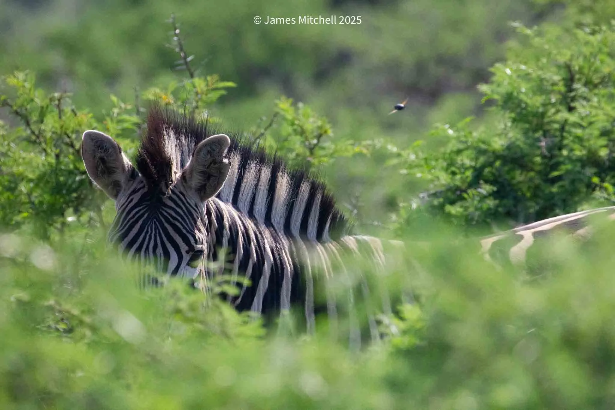 A zebra partially hidden behind green bushes, with only its head and part of its body visible, as it stands in a natural environment with blurred greenery in the background.