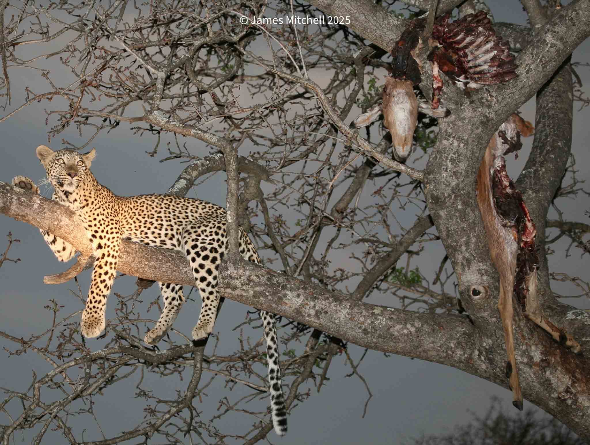 A leopard is lying on a tree branch with its head turned to the side, and a dead antelope, is hanging upside down from the tree.