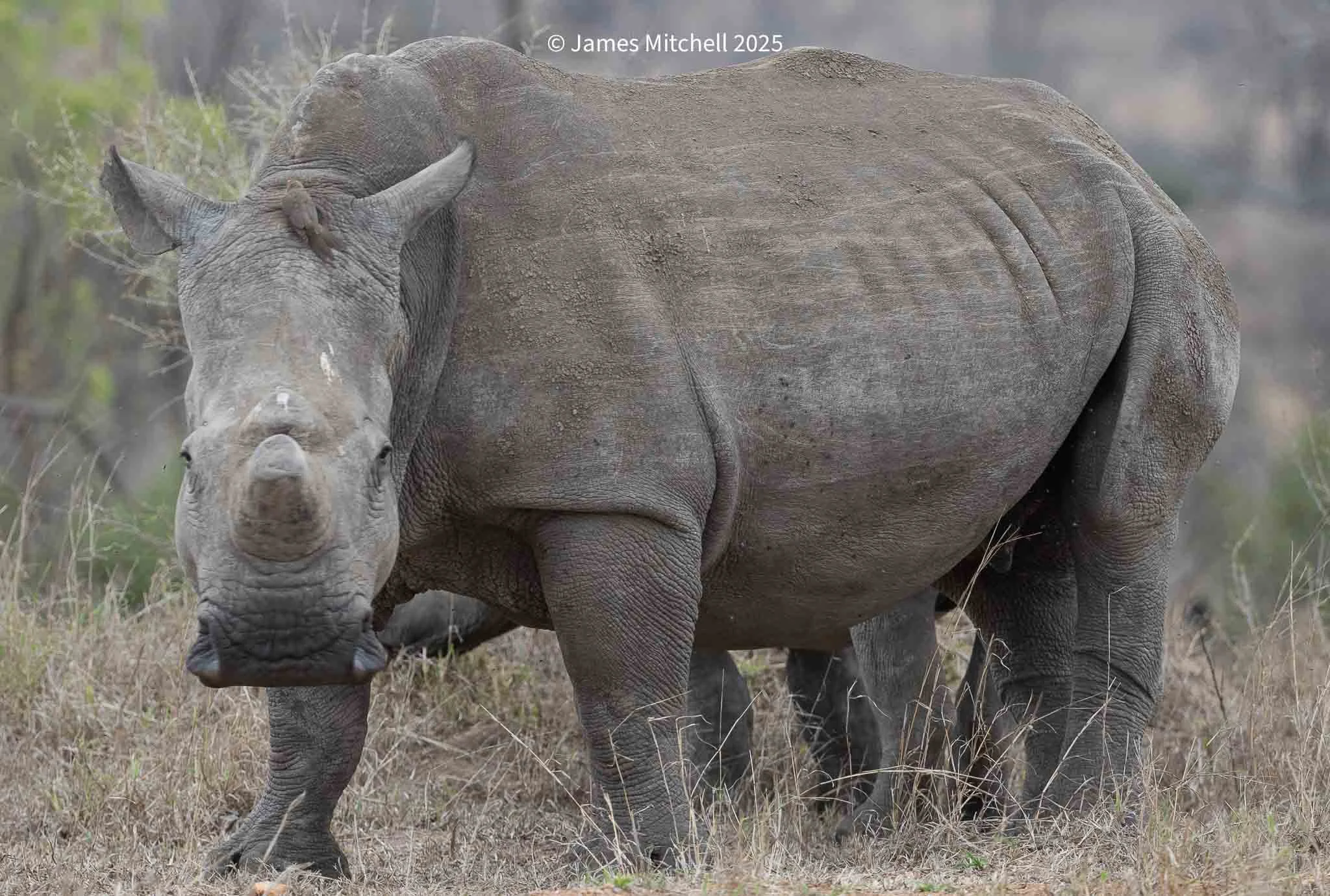 A rhinoceros standing in a dry grassy field with some bushes in the background.