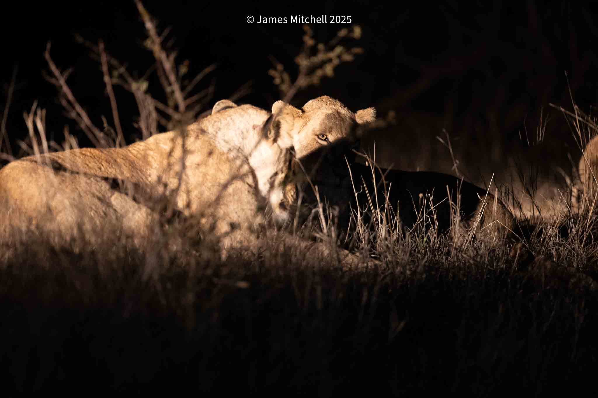 A lioness lying in tall grass at night, with her face partially in shadow and her eyes looking toward the camera.